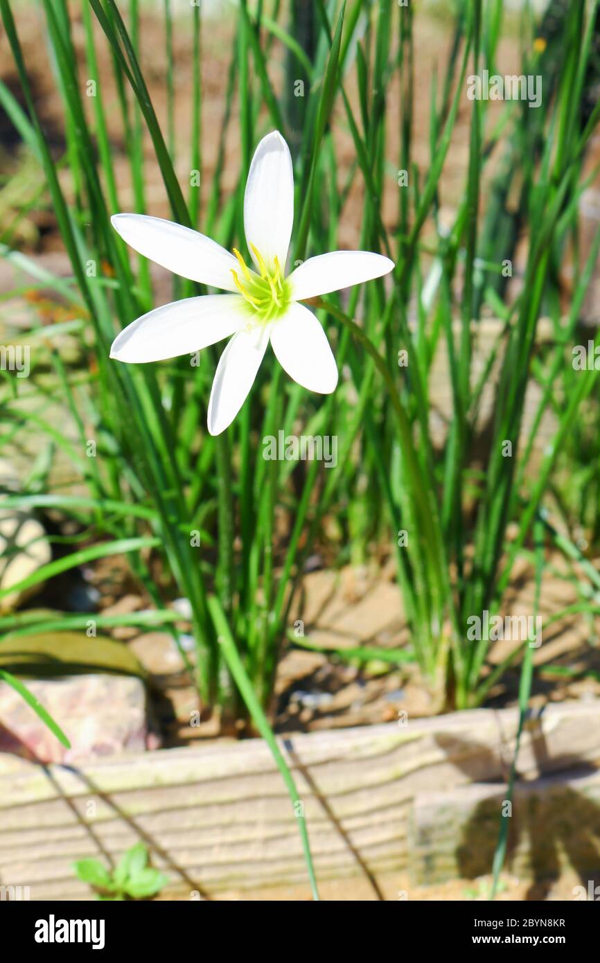 white flower, nothoscordum bivalve in garden Stock Photo