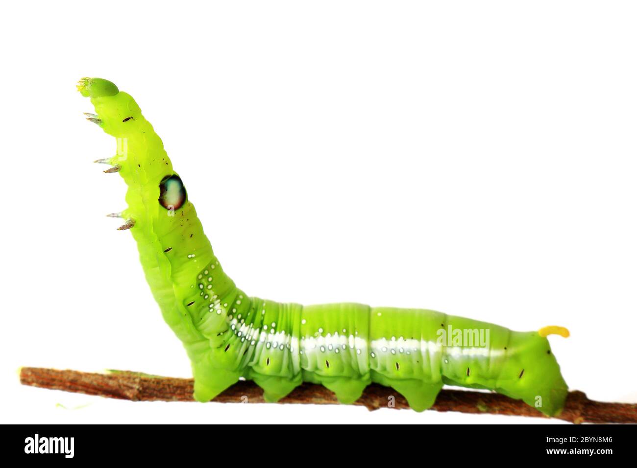 green caterpillar isolated on white background Stock Photo - Alamy