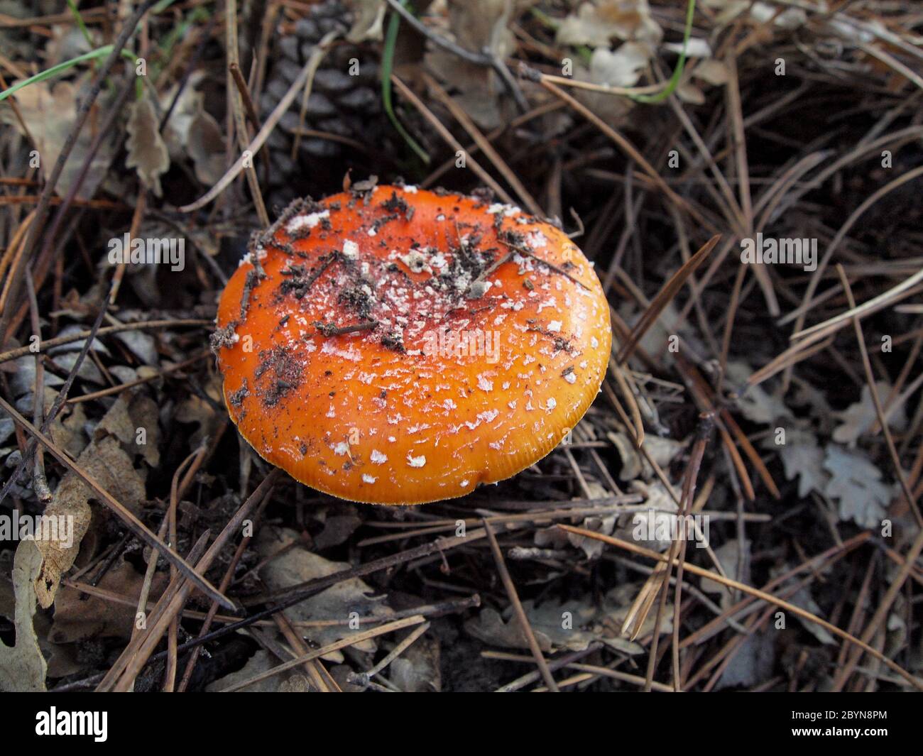 Different types of mushrooms found in the forests of the Serranía de Cuenca. Amanita muscaria,Boletus edulis,russulas,marasmius orades. Stock Photo