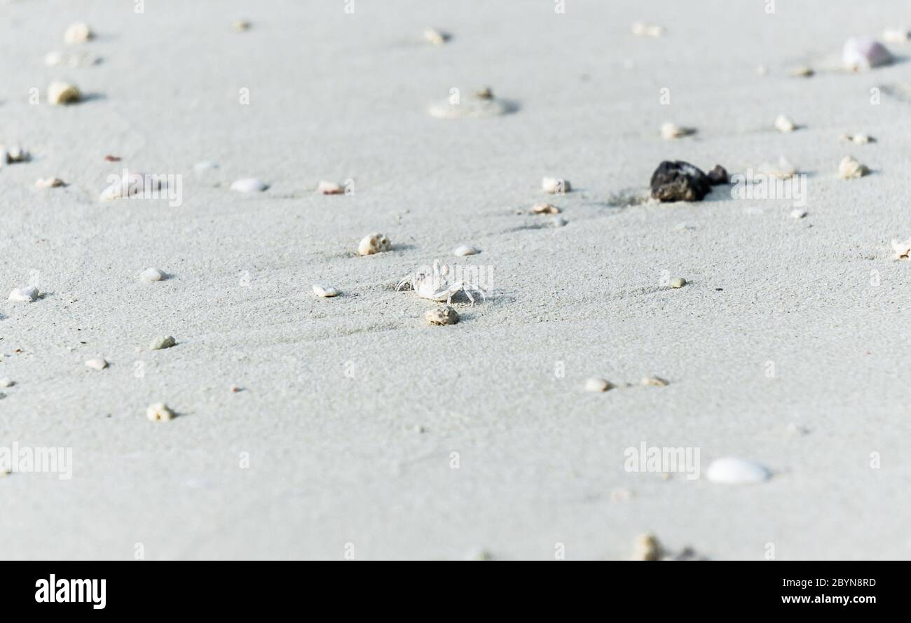 Tiny white crab on sand of Maldives. Beautiful beach surface. Stock Photo