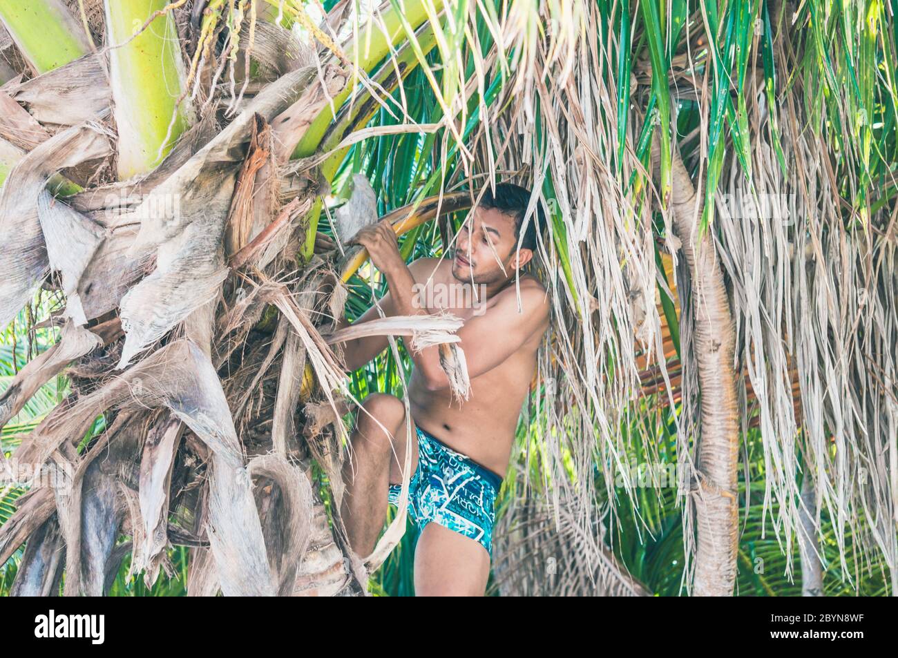 Young Indian man is climbing on a coconut palm tree to get coconuts Stock Photo
