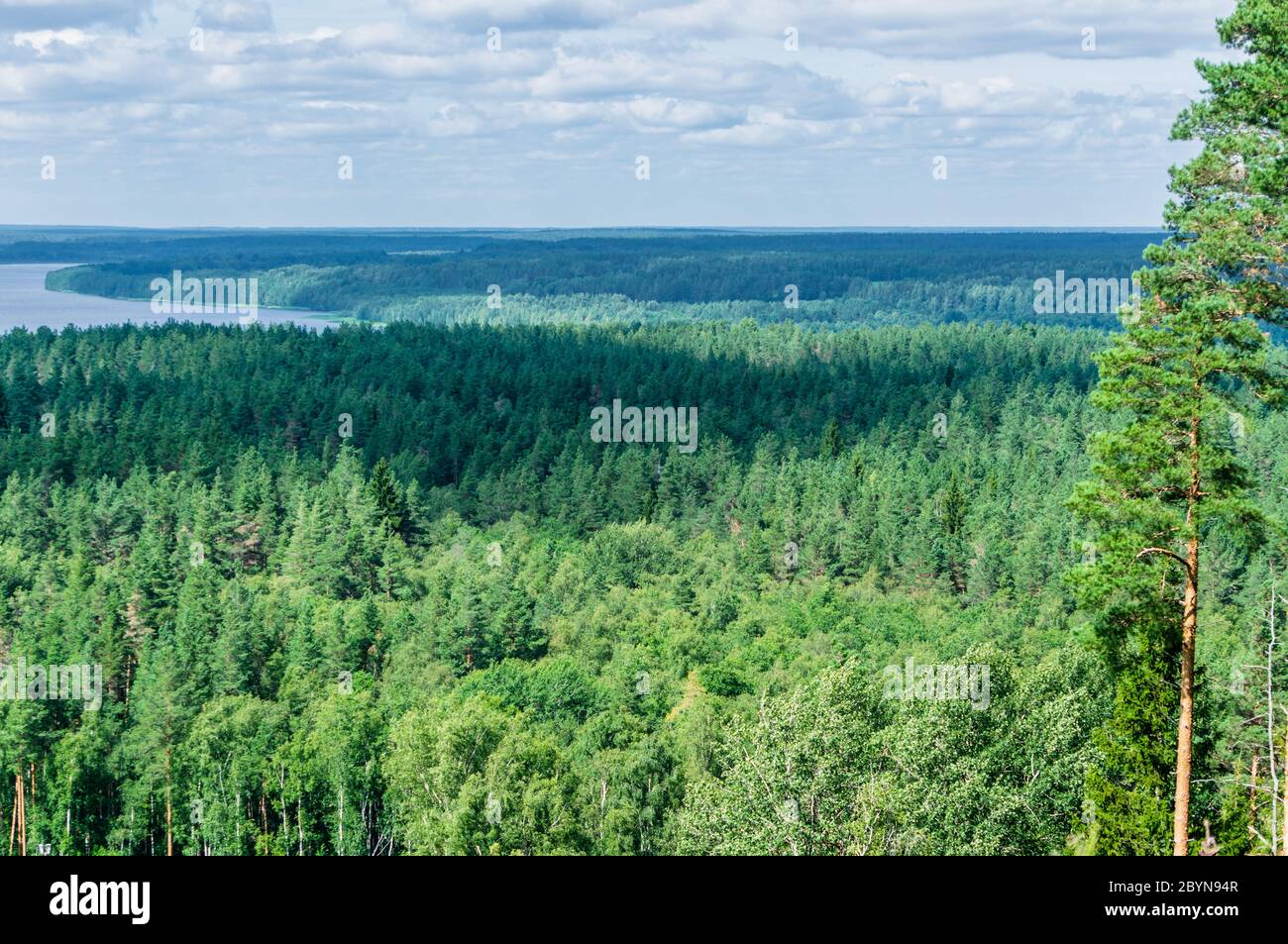 Coniferous forest russia hi-res stock photography and images - Alamy