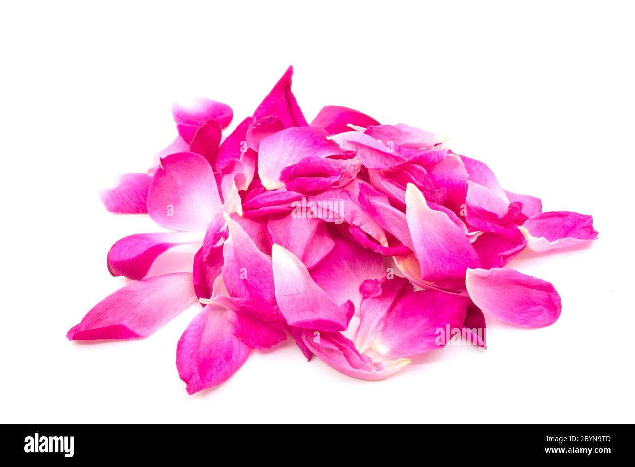 rose isolated on white background Stock Photo - Alamy