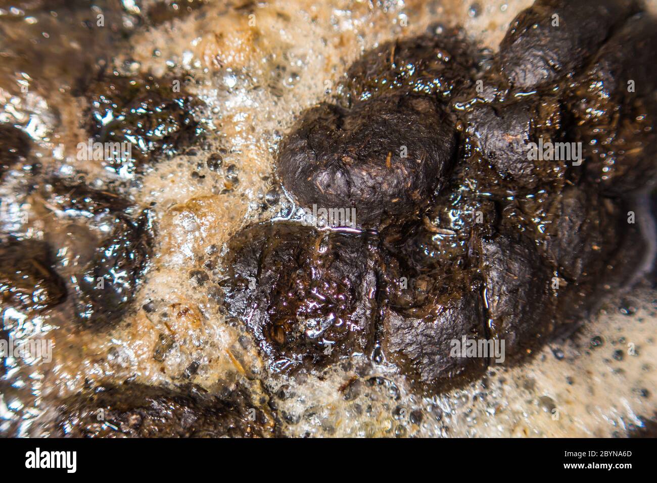 cow dung dirty subject which yield manure organic fertilizer in asia Stock Photo