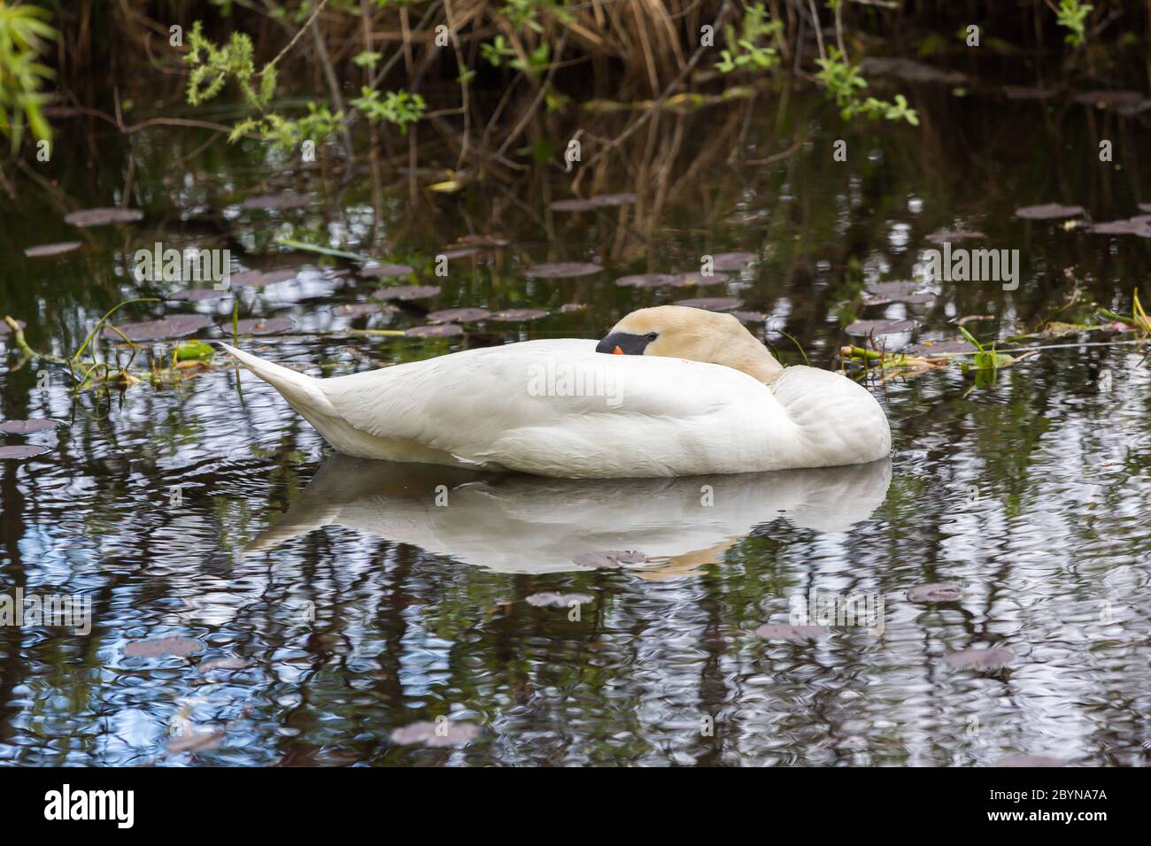 Sleeping white swan floating on the water of a pond. Stock Photo