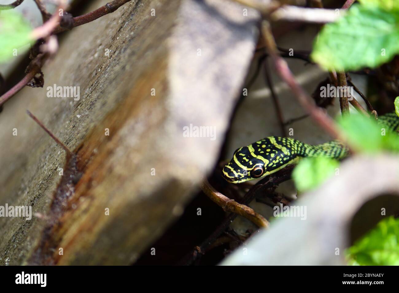 nature green snake on peppermint plant in asia Stock Photo