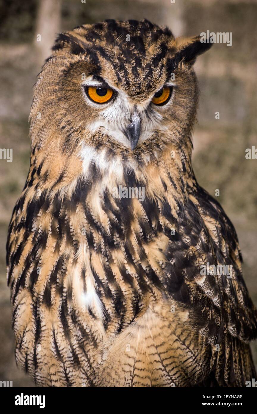 A European Eagle Owl looks quizzically down at something that it might eat. Stock Photo