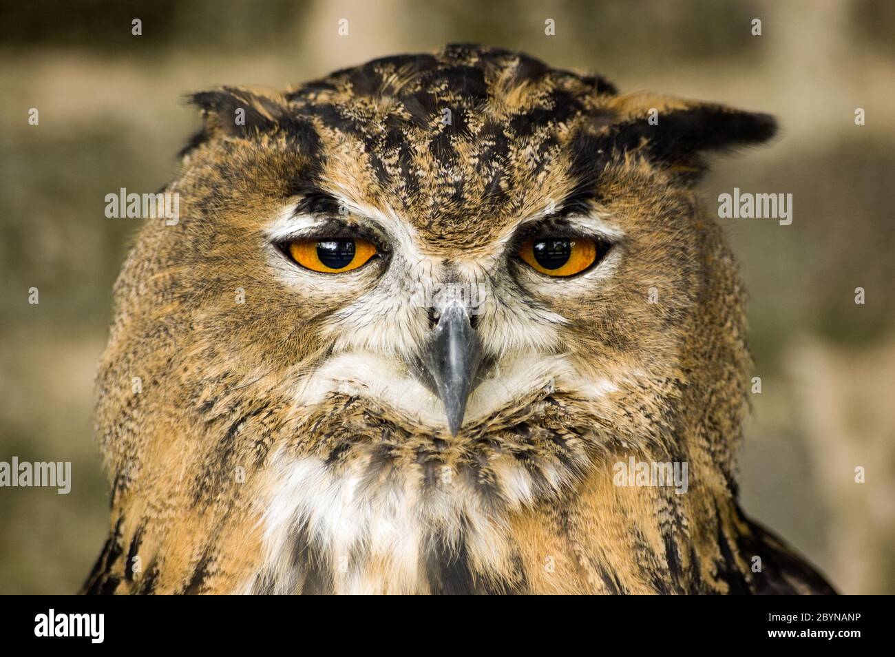 A Eurasian Eagle Owl, latin name Bubo bubo gazes at the camera. Stock Photo