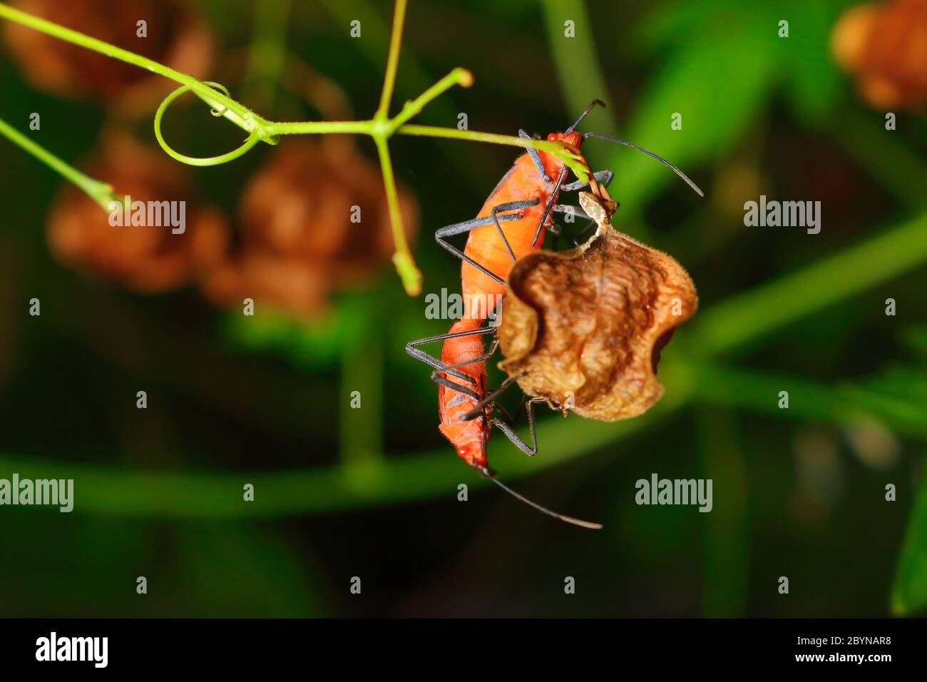 Extra large insects hi-res stock photography and images - Alamy