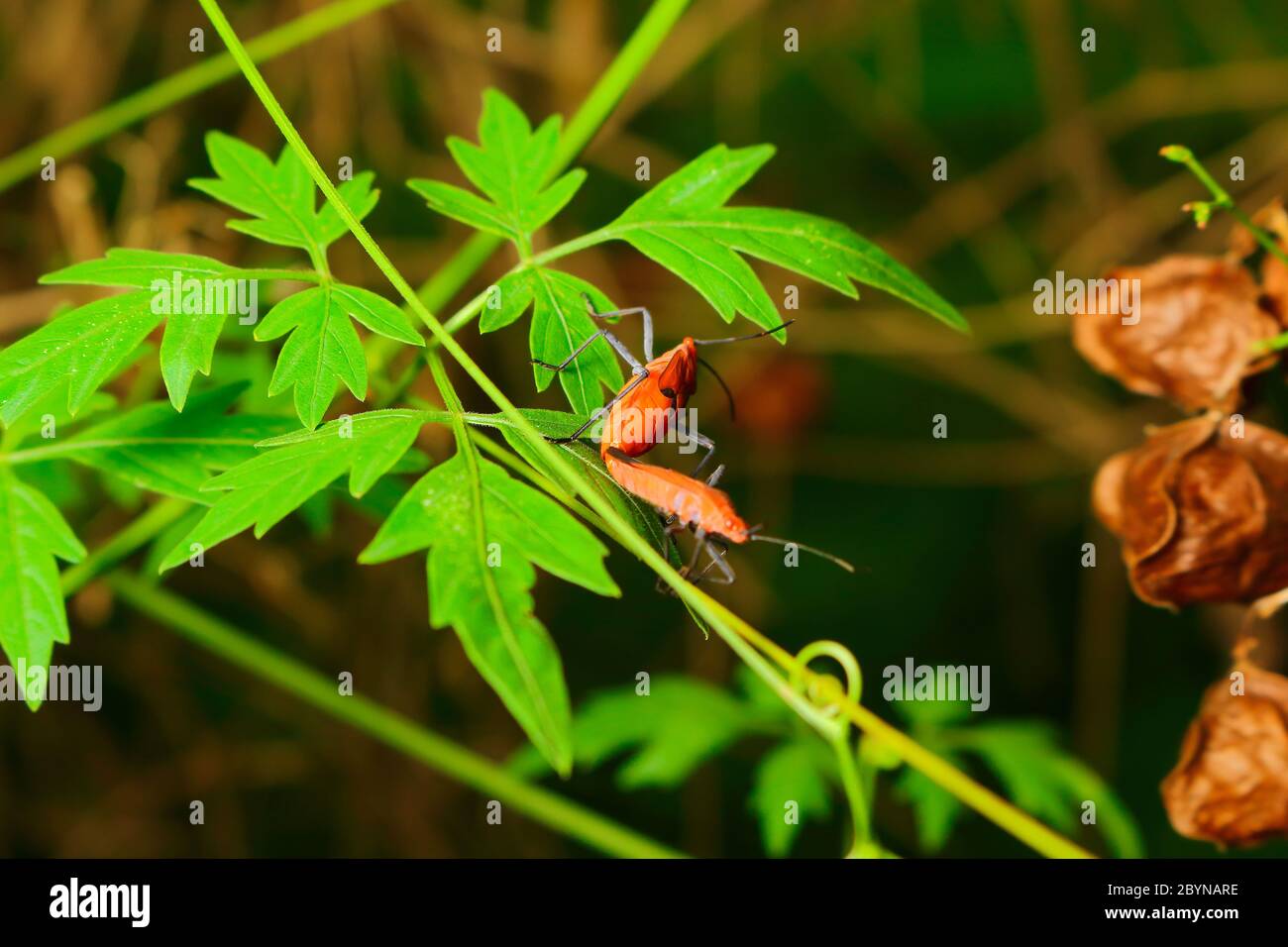 Extra large insects hi-res stock photography and images - Alamy