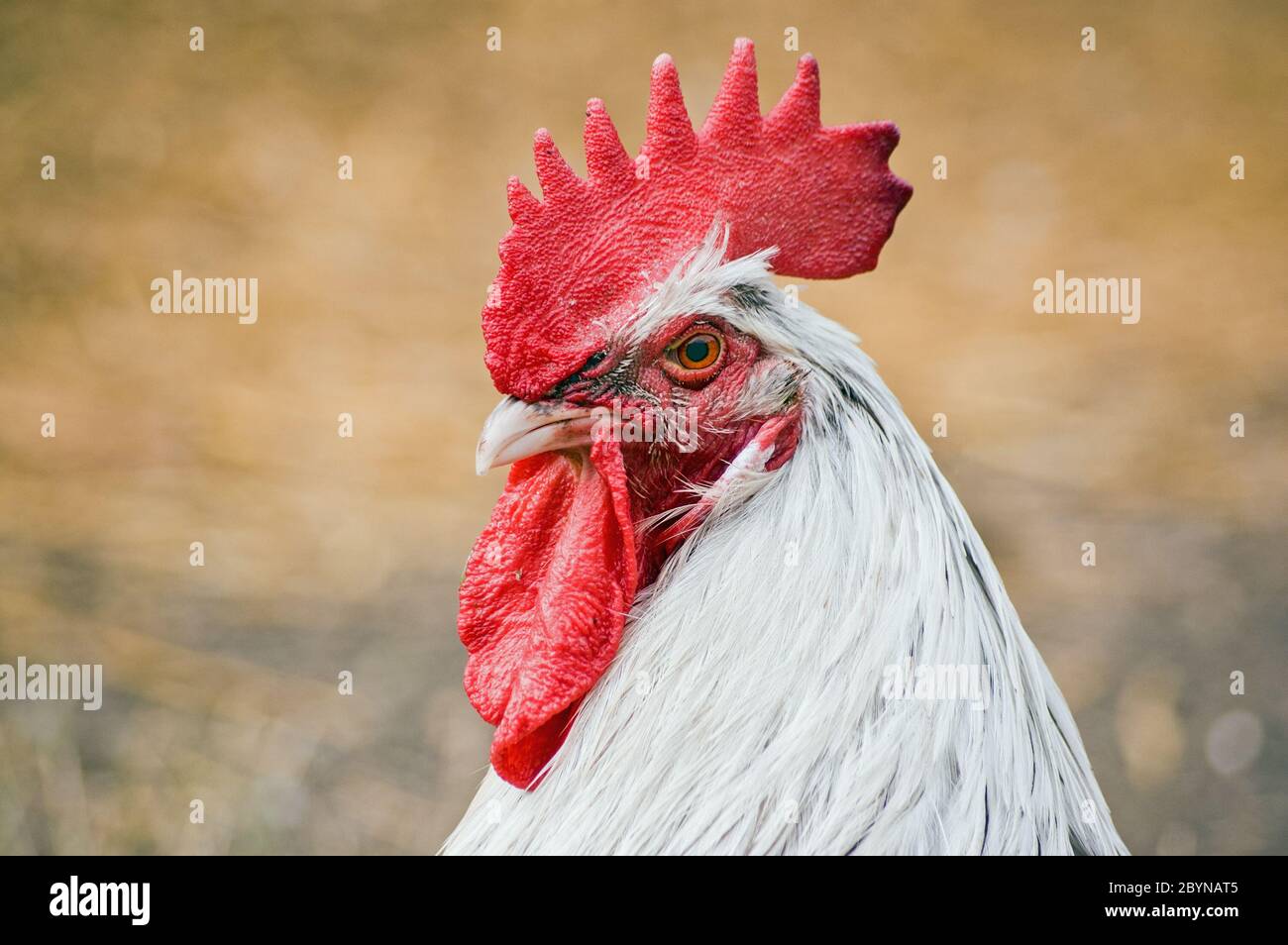 Viscious looking cockerel gazing at the viewer in an English farmyard. Stock Photo