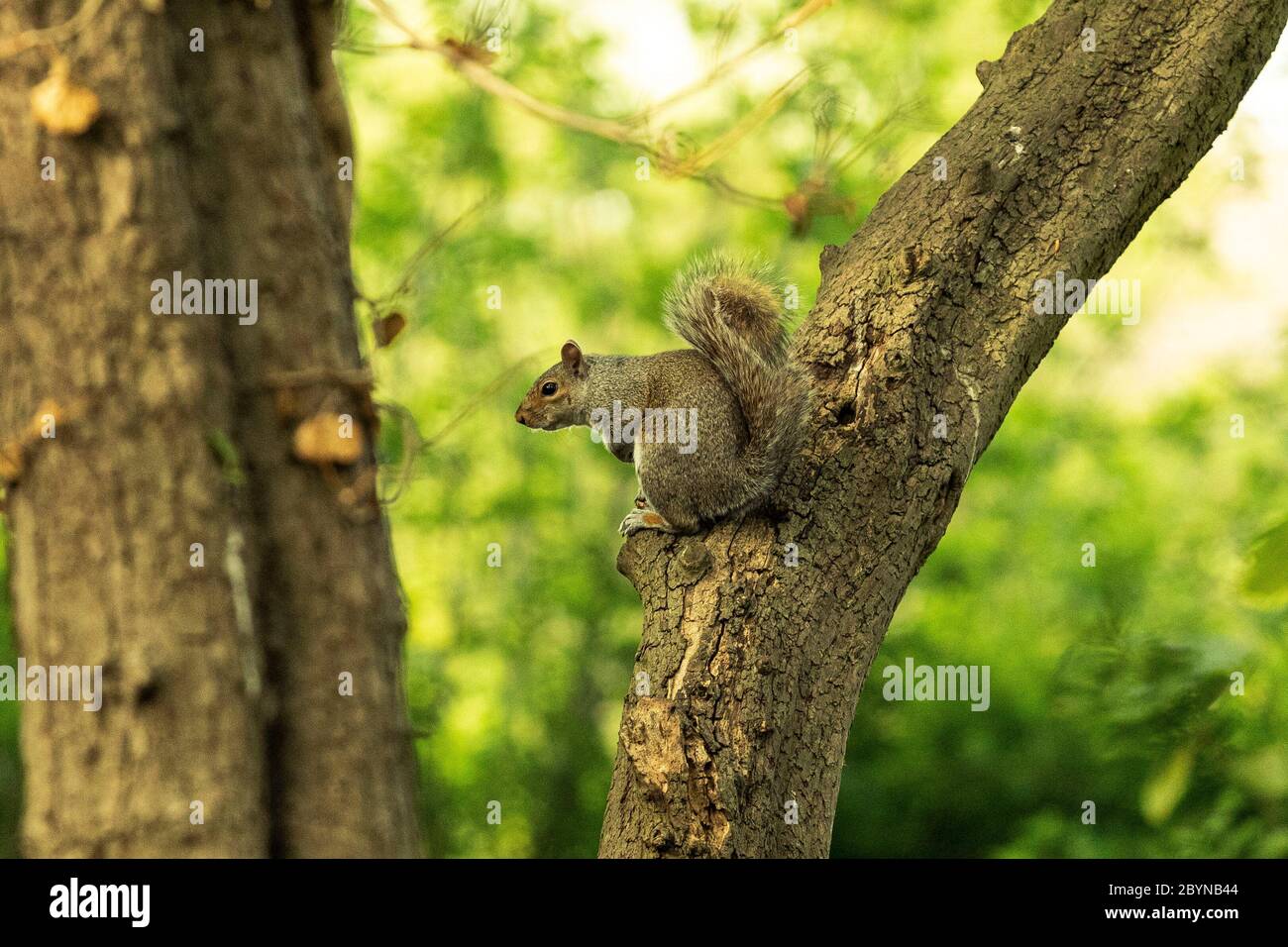 Squirrel Sitting on a Tree Trunk Stock Photo