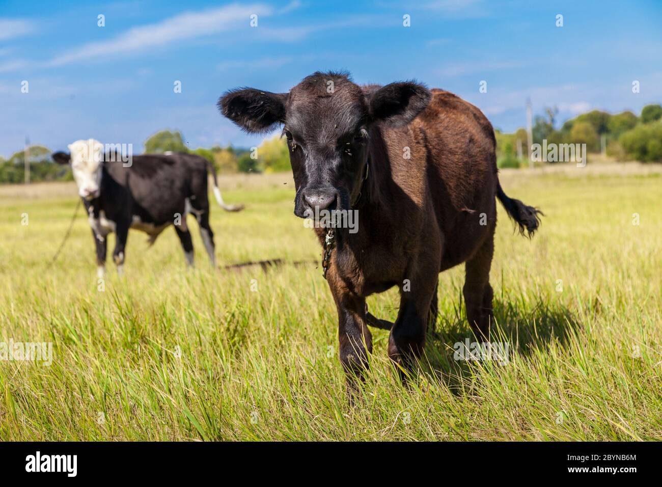 Cow and calf Stock Photo - Alamy