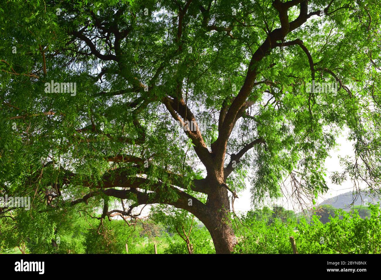 Neem Tree High Resolution Stock Photography And Images Alamy