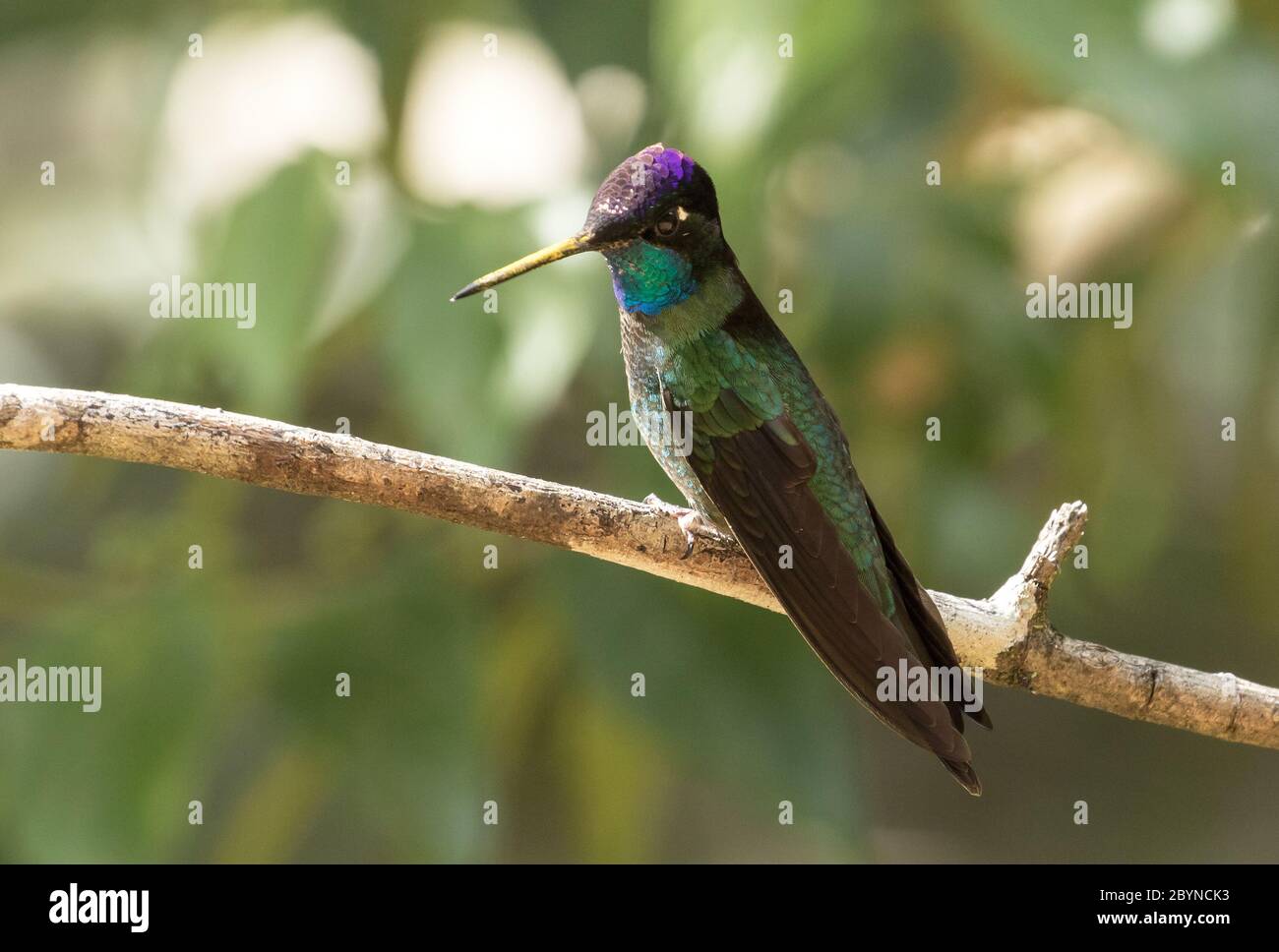 Closeup of beautiful male Talamanca Hummingbird(Eugenes spectabilis) perching on a branch in highlands of Panama Stock Photo