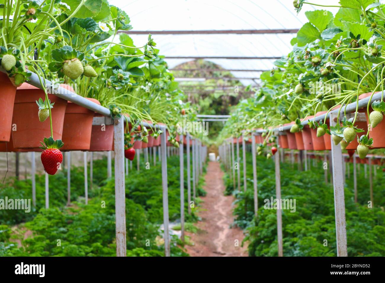 fresh strawberry from farm Stock Photo - Alamy