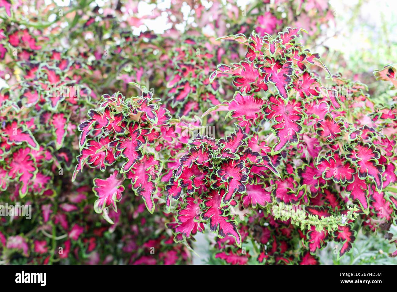 plant in cameron highland, malaysia Stock Photo - Alamy