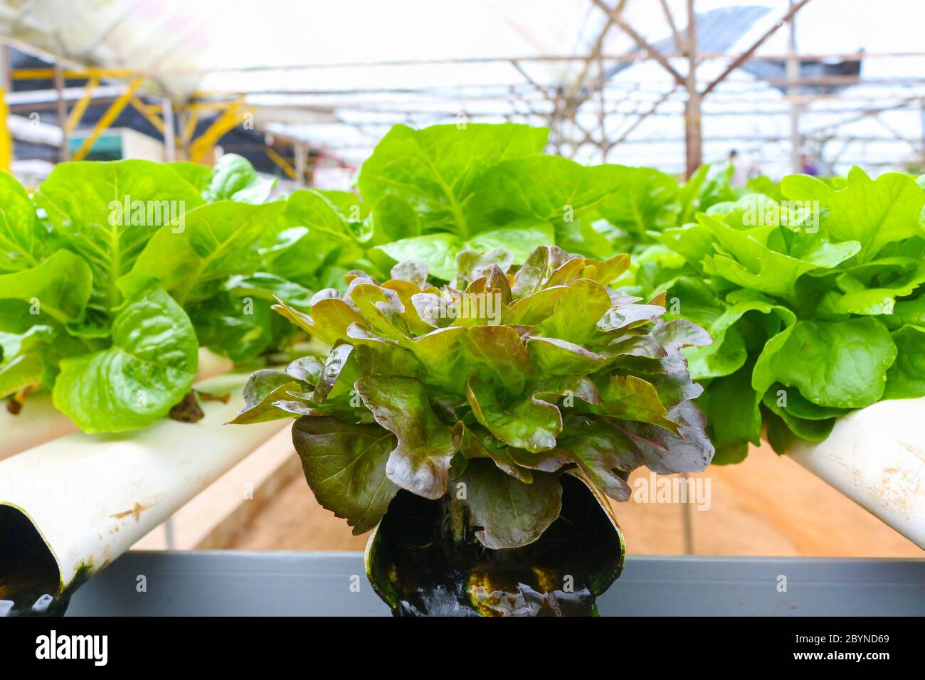 vegetables grown using hydroponics in cameron highland, malaysia Stock