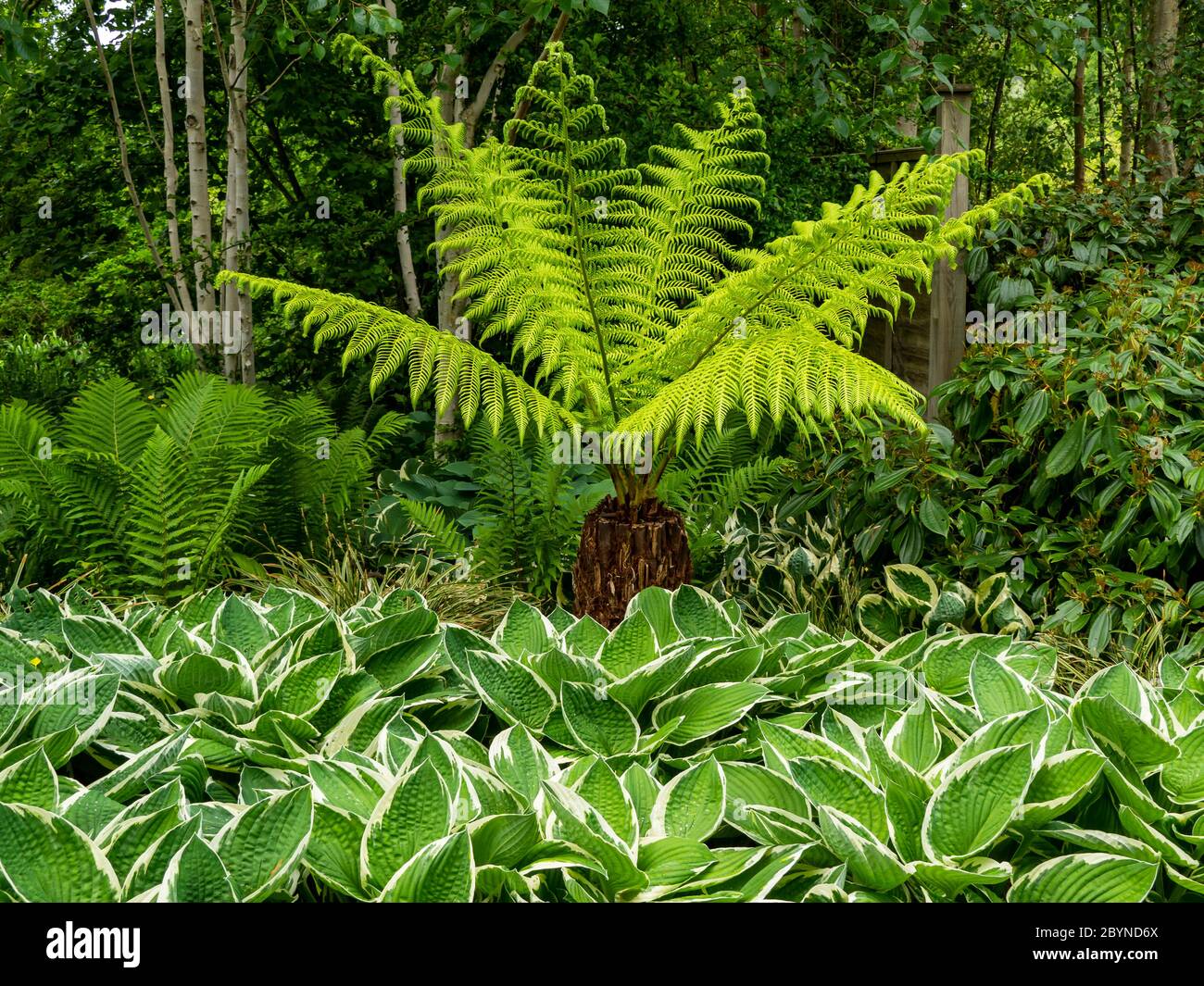 Green leaves of Hosta plants and ferns including a tree fern in a garden Stock Photo