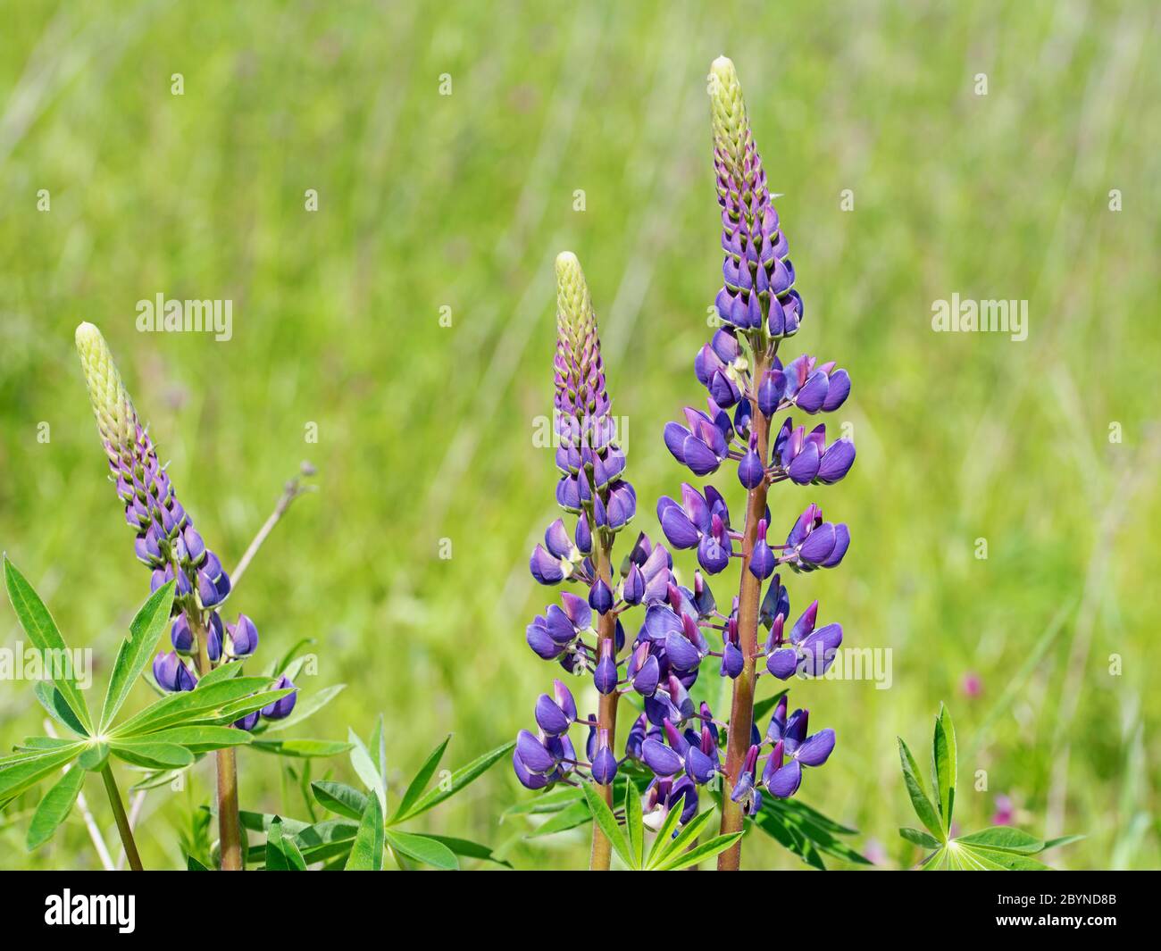 Flowering lupins, lupinus, in spring Stock Photo