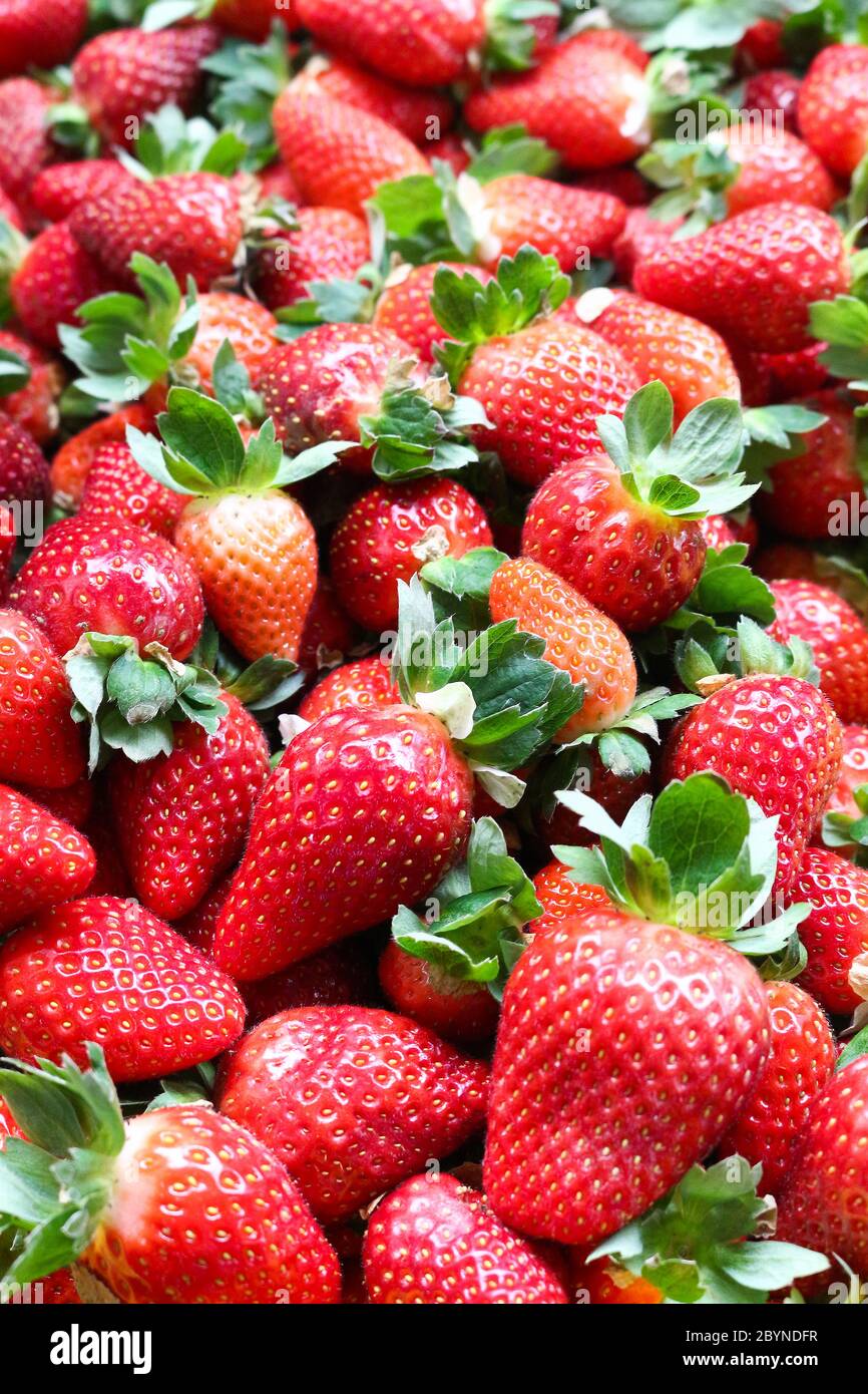 fresh strawberry from farm Stock Photo - Alamy