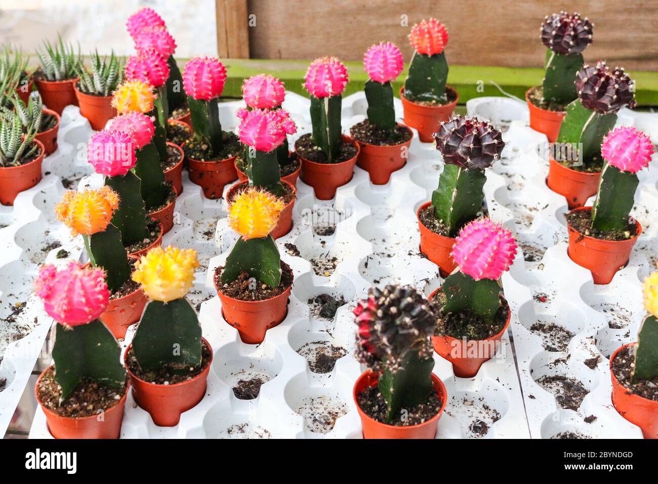 cactus in cameron highland, malaysia Stock Photo - Alamy