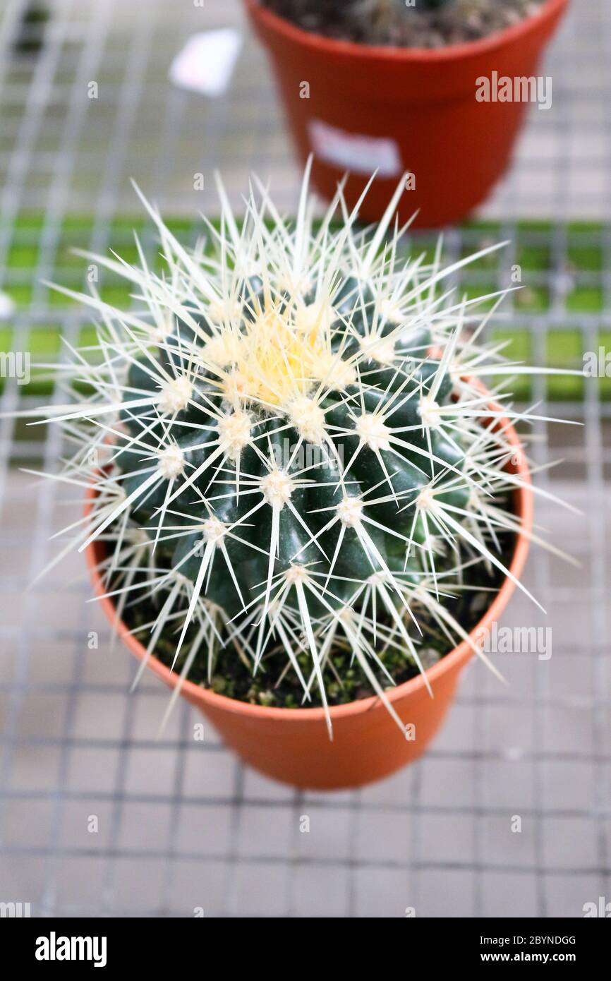 cactus in cameron highland, malaysia Stock Photo - Alamy