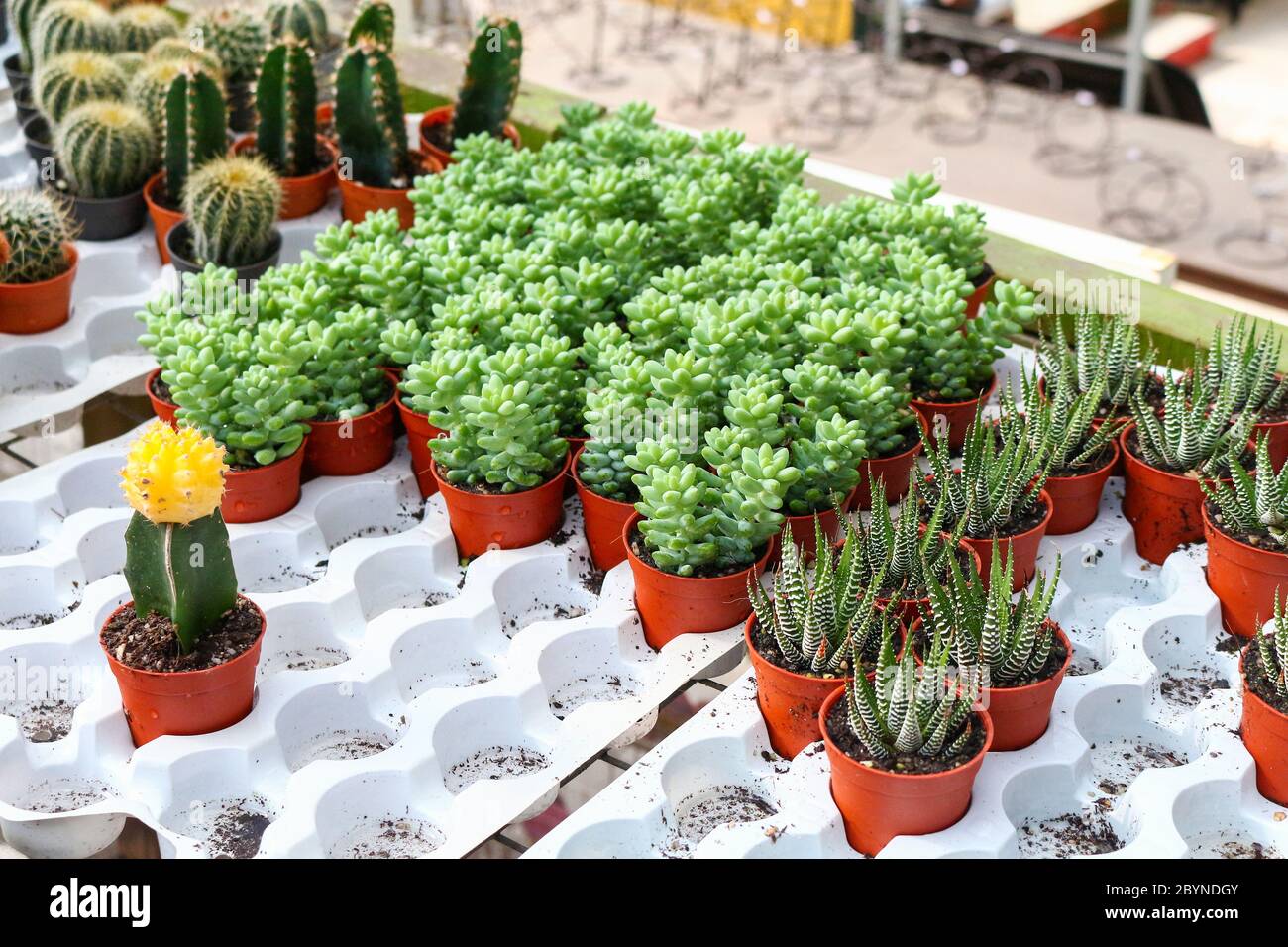 cactus in cameron highland, malaysia Stock Photo - Alamy