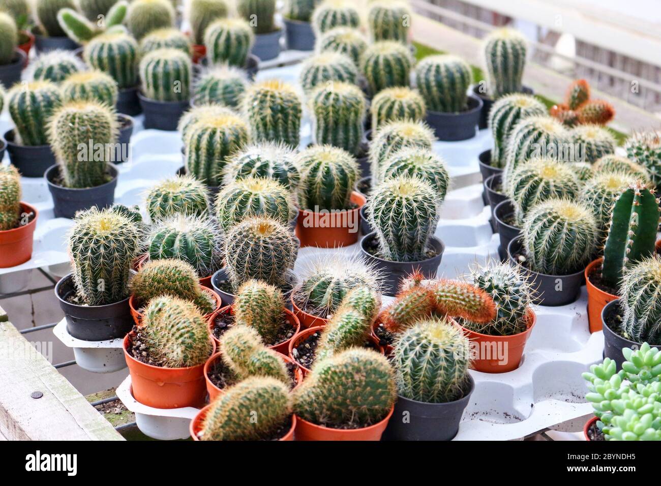 cactus in cameron highland, malaysia Stock Photo - Alamy