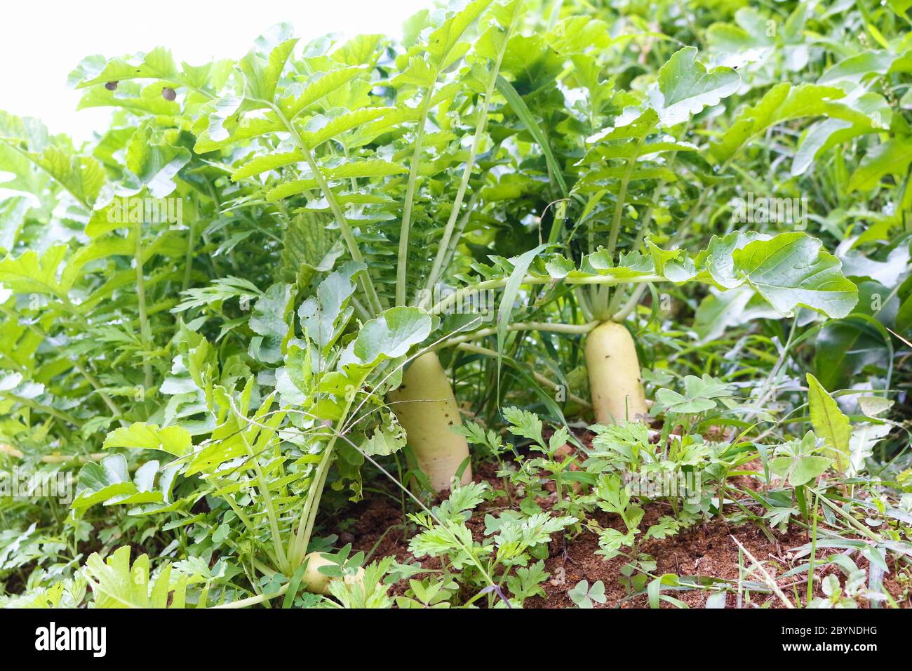 plant in cameron highland, malaysia Stock Photo - Alamy