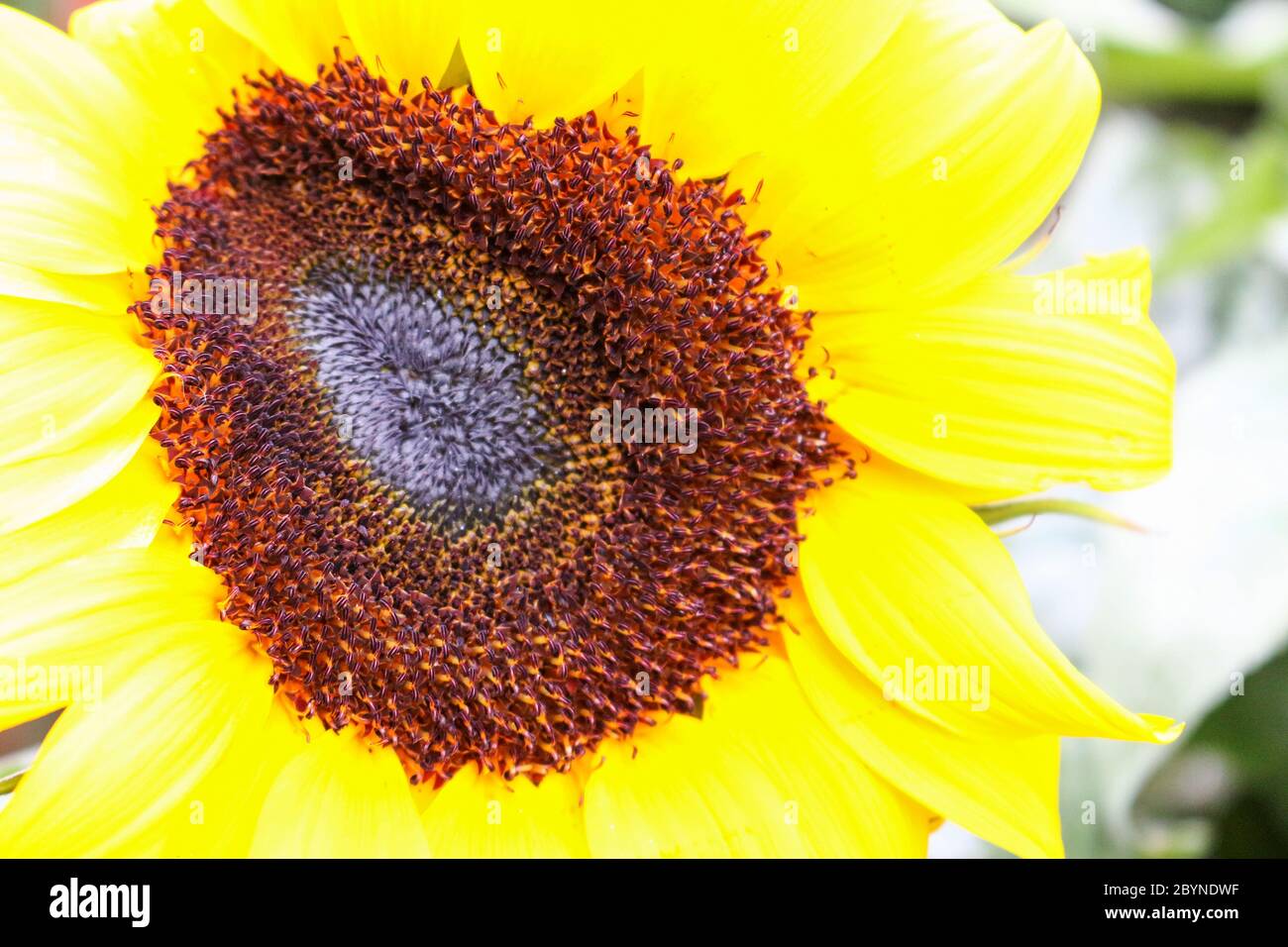 sunflower in cameron highland, malaysia Stock Photo Alamy