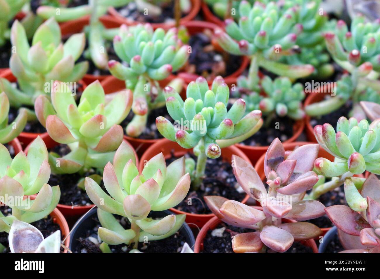 plant in cameron highland, malaysia Stock Photo - Alamy