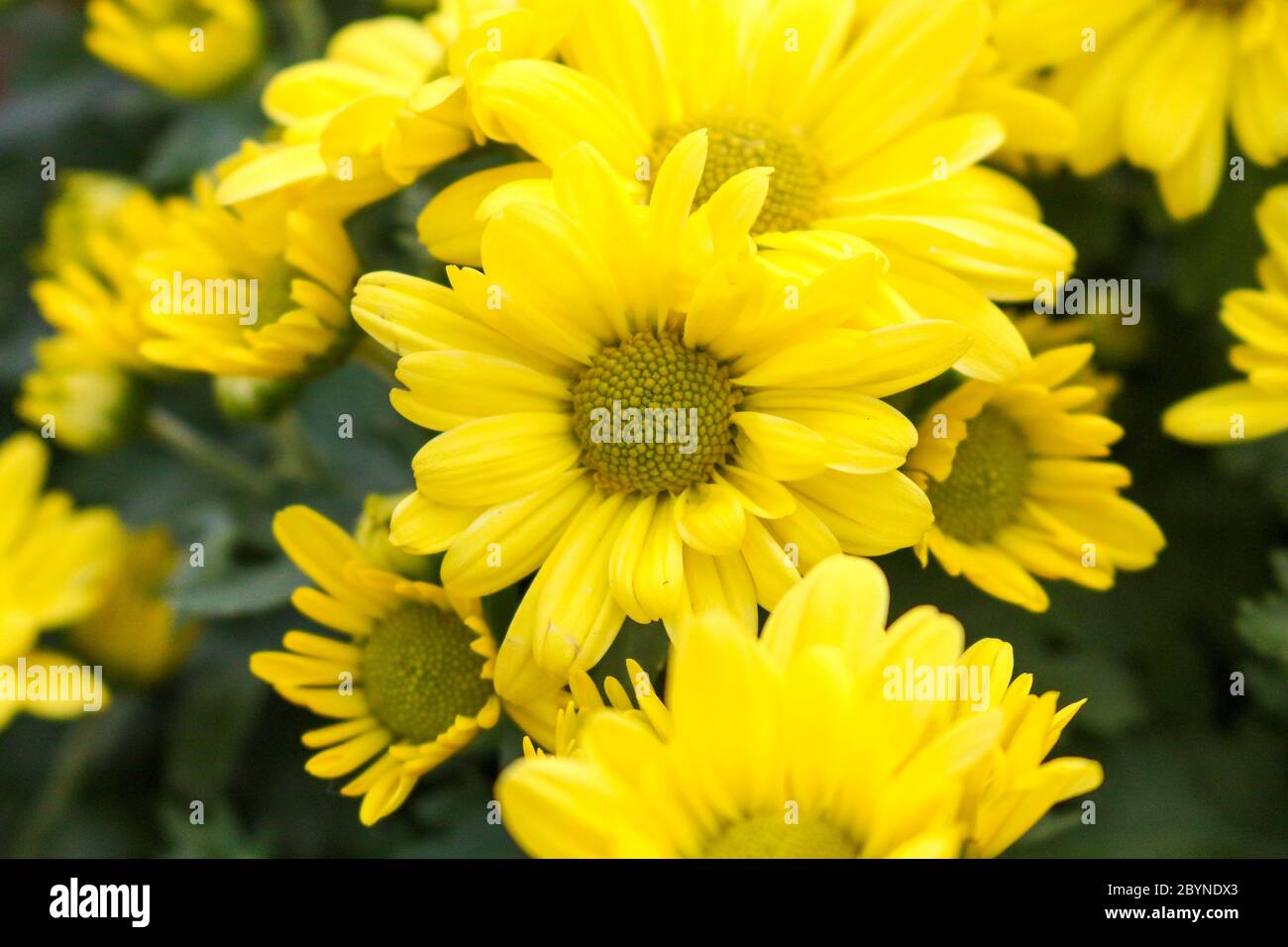 plant in cameron highland, malaysia Stock Photo - Alamy