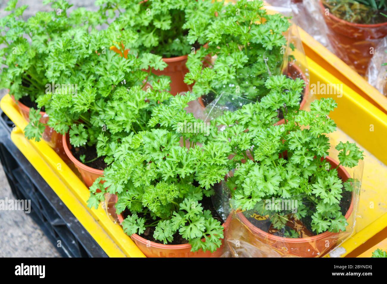 plant in cameron highland, malaysia Stock Photo - Alamy