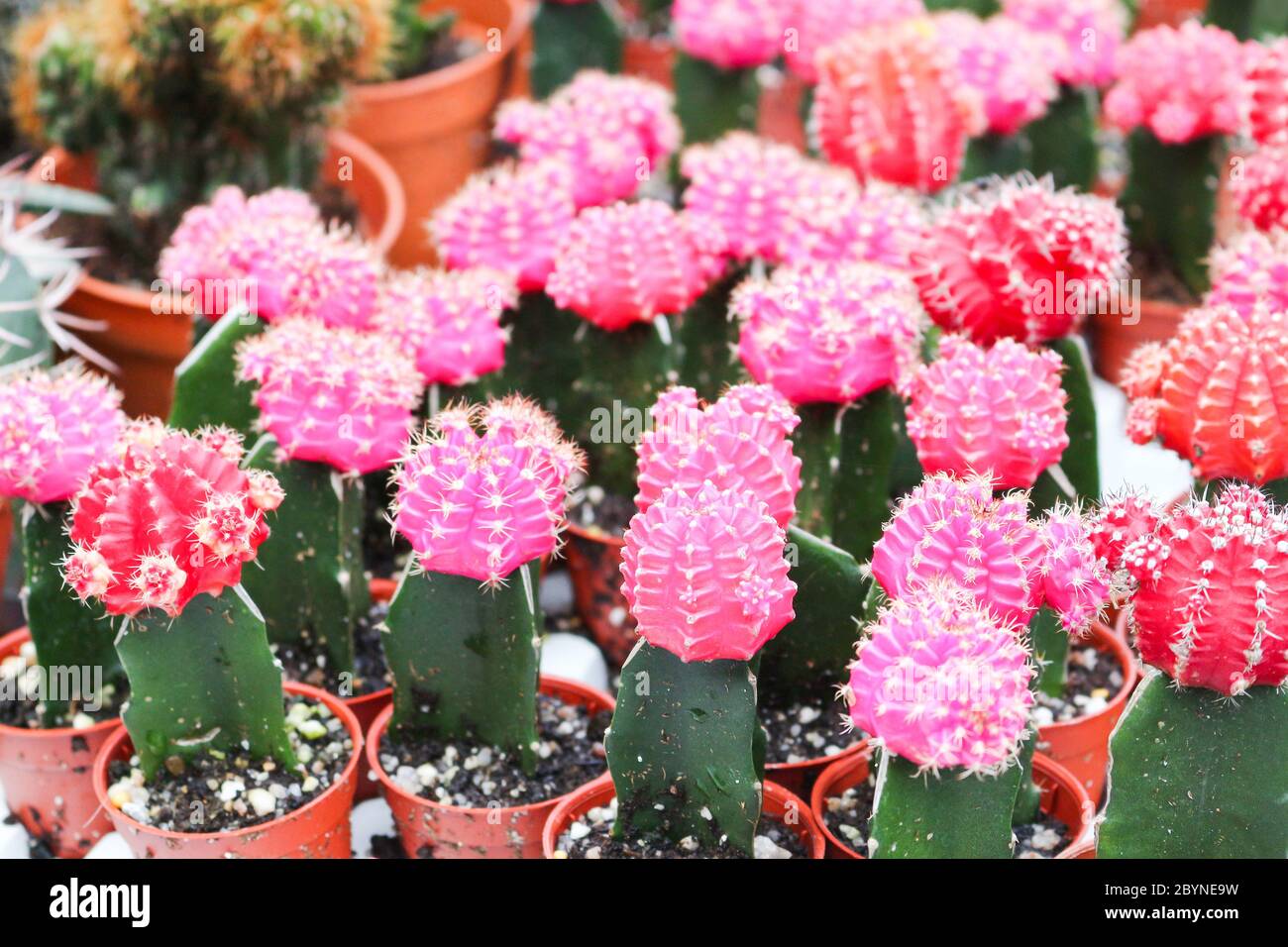 cactus in cameron highland, malaysia Stock Photo - Alamy