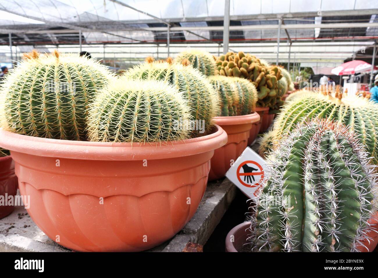 cactus in cameron highland, malaysia Stock Photo - Alamy
