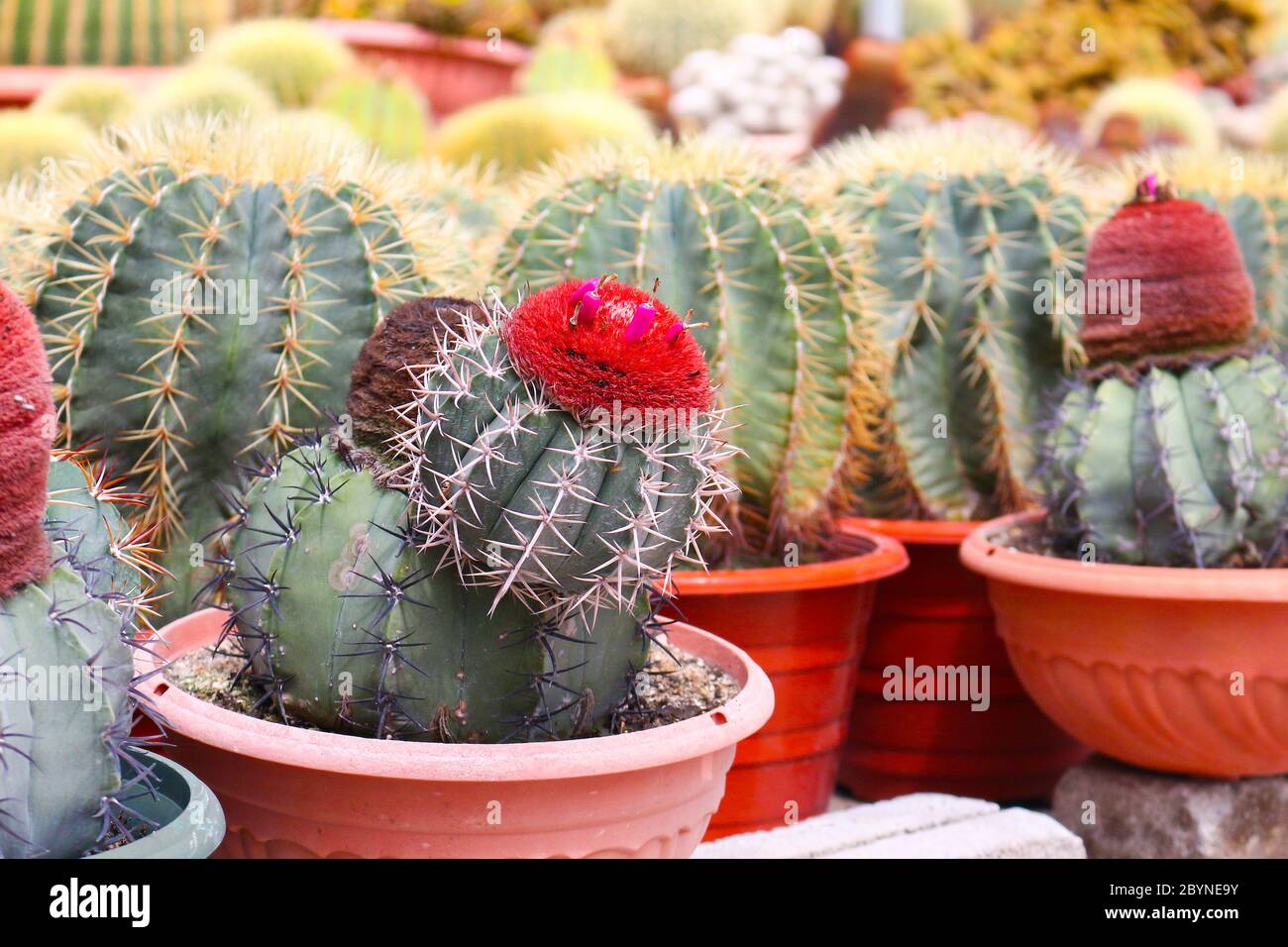 cactus in cameron highland, malaysia Stock Photo - Alamy