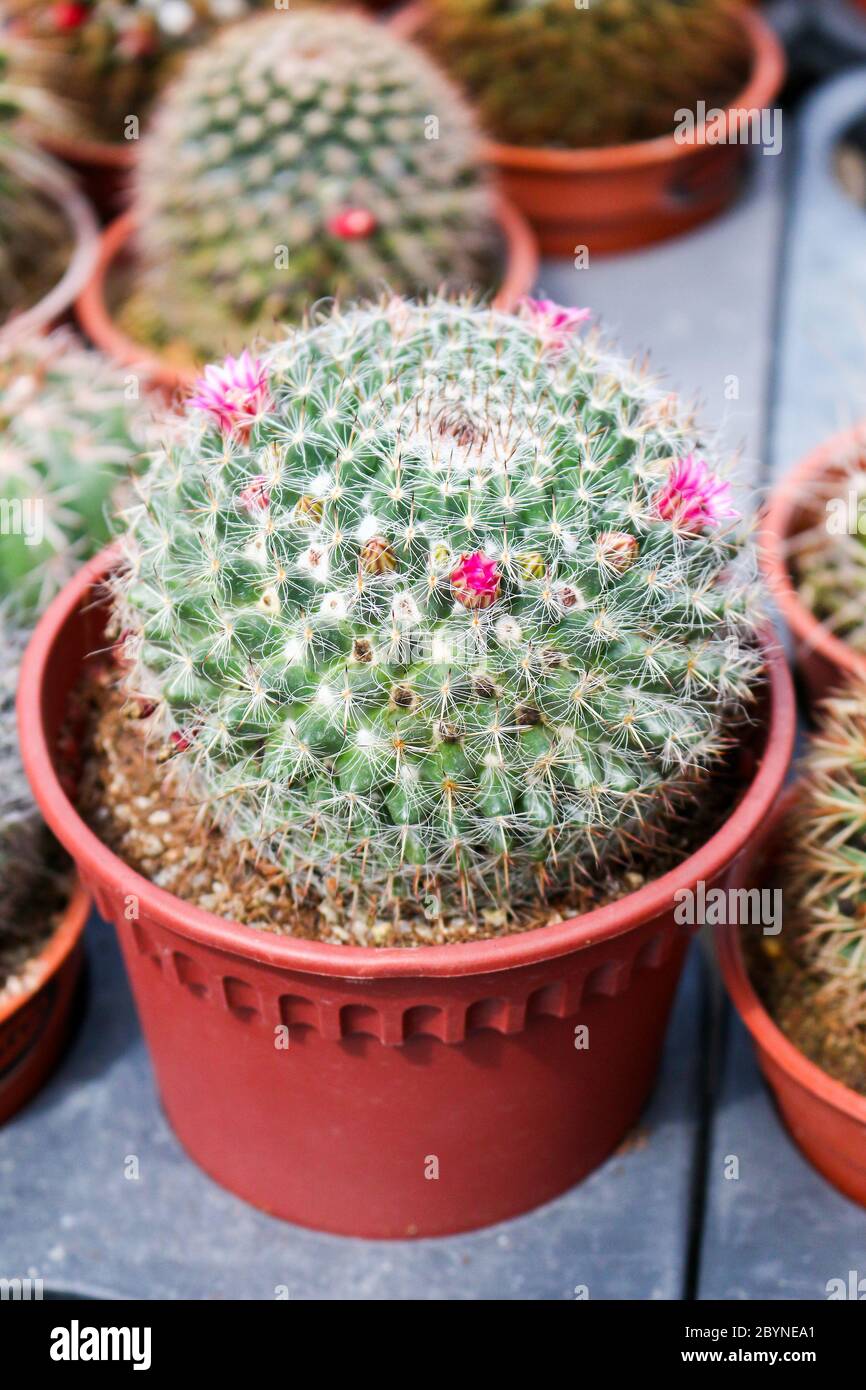 cactus in cameron highland, malaysia Stock Photo - Alamy