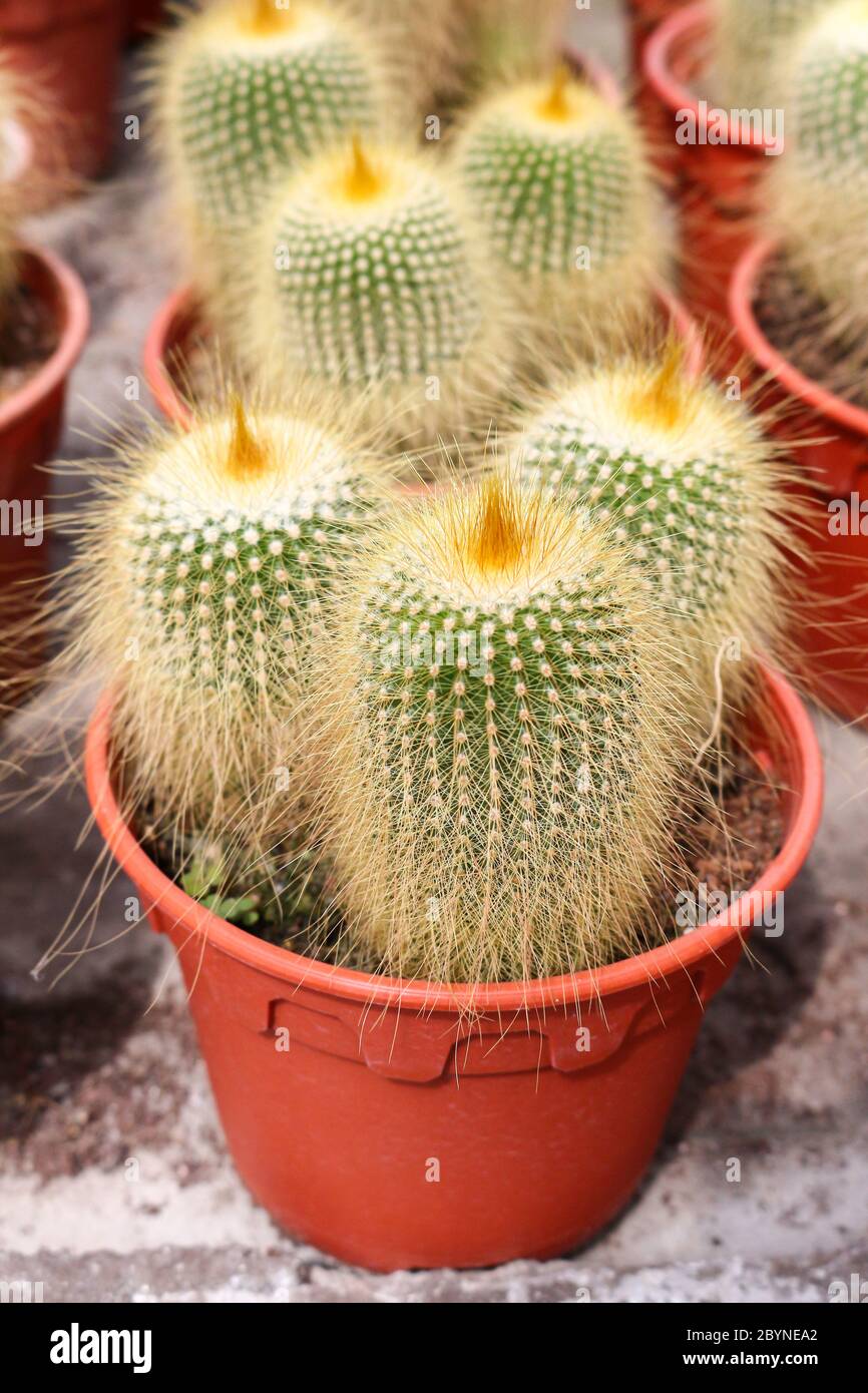 cactus in cameron highland, malaysia Stock Photo - Alamy