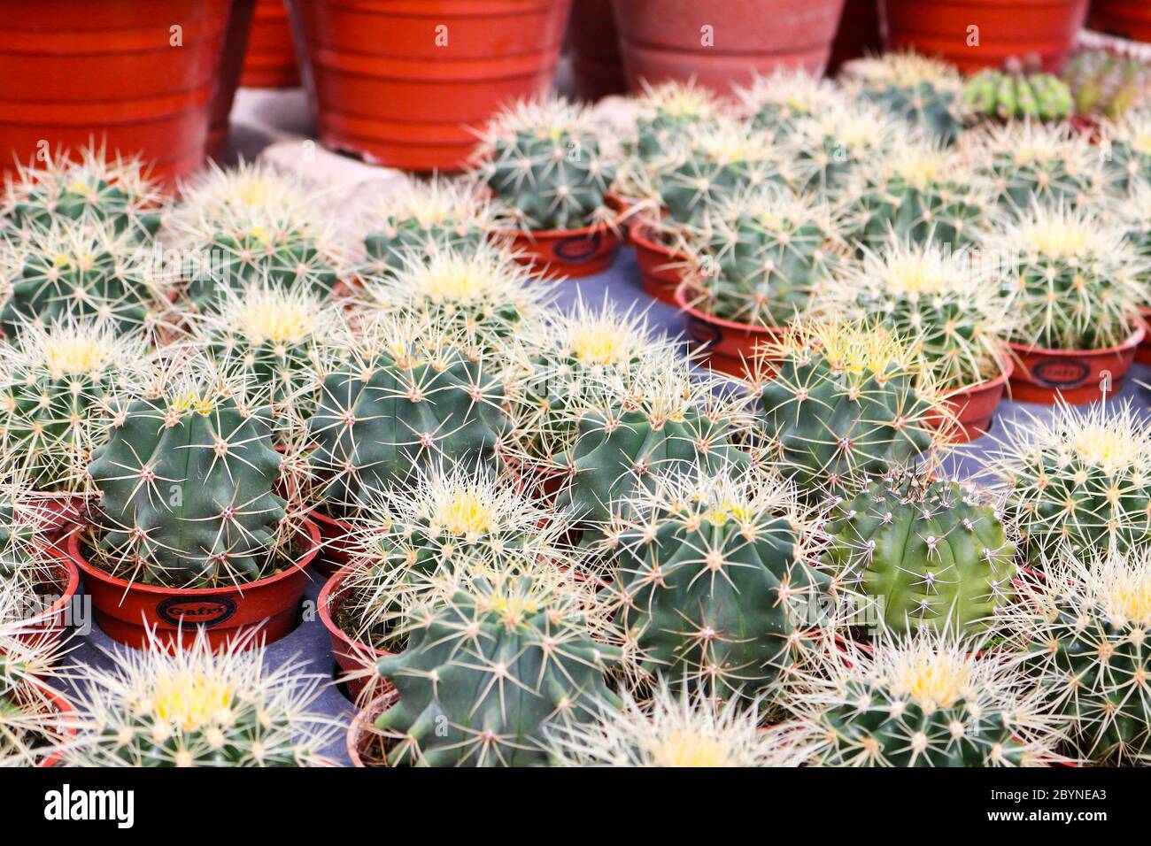 cactus in cameron highland, malaysia Stock Photo - Alamy