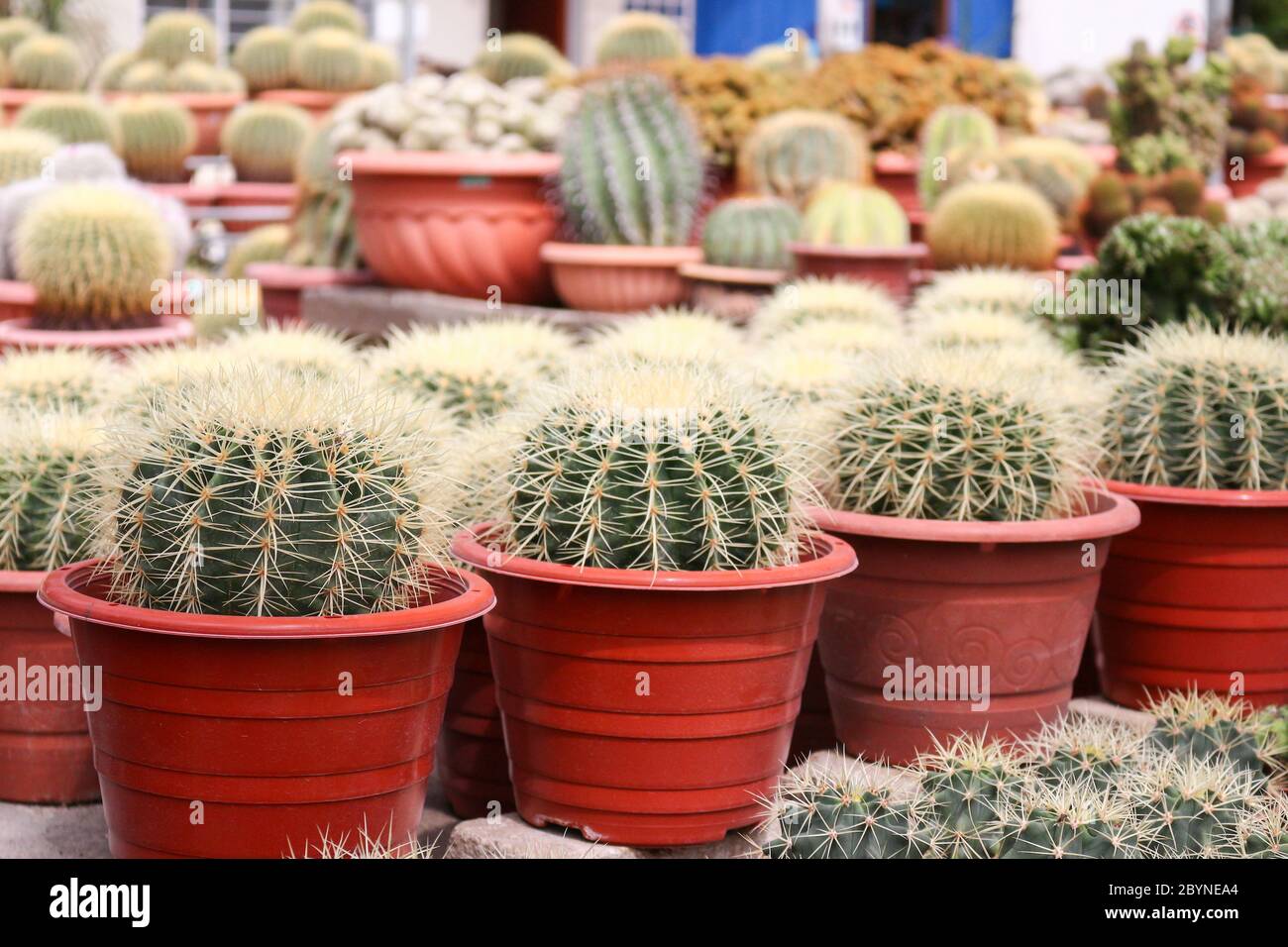 cactus in cameron highland, malaysia Stock Photo - Alamy