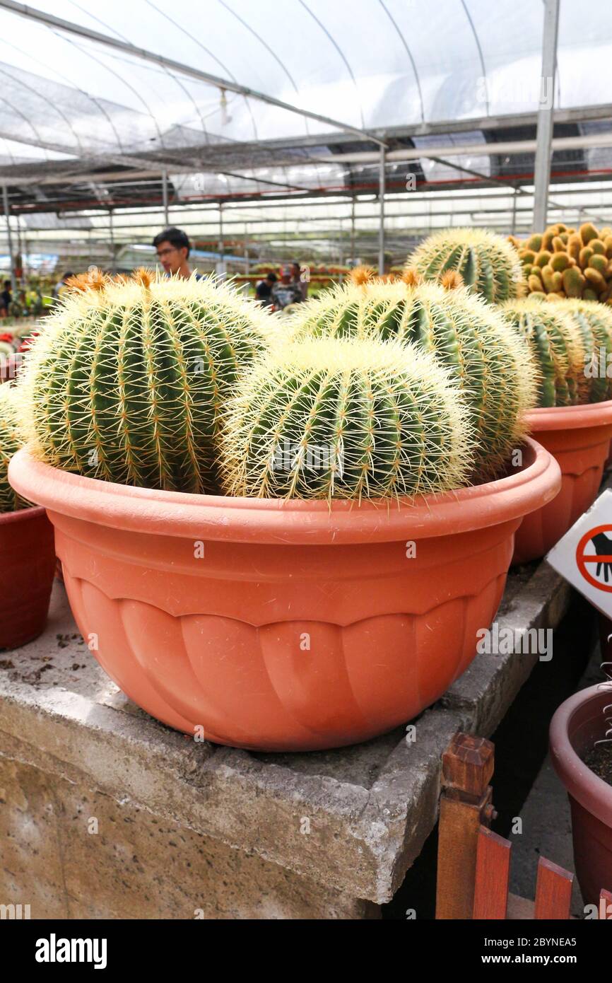 cactus in cameron highland, malaysia Stock Photo - Alamy