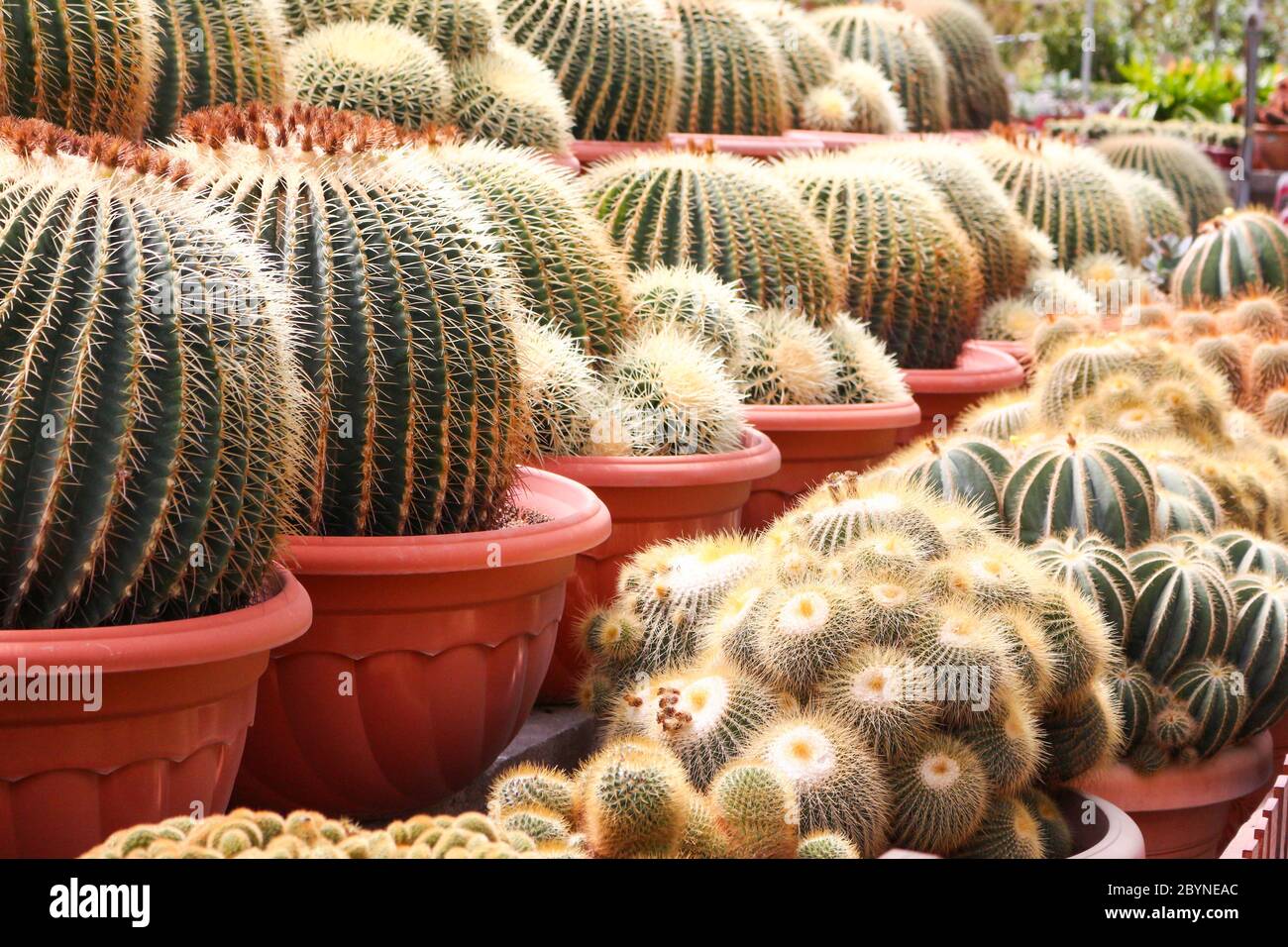 cactus in cameron highland, malaysia Stock Photo - Alamy