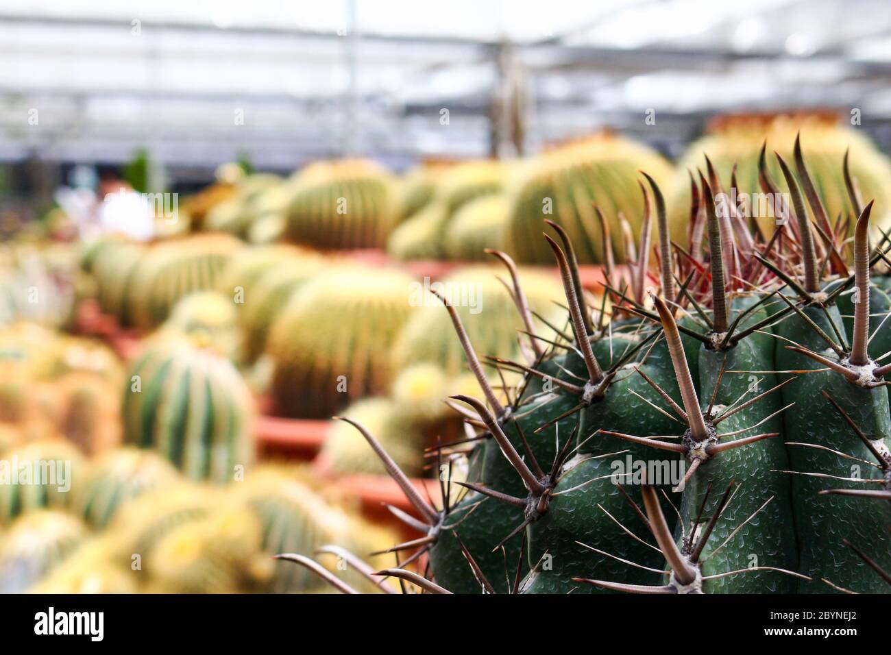 cactus in cameron highland, malaysia Stock Photo - Alamy