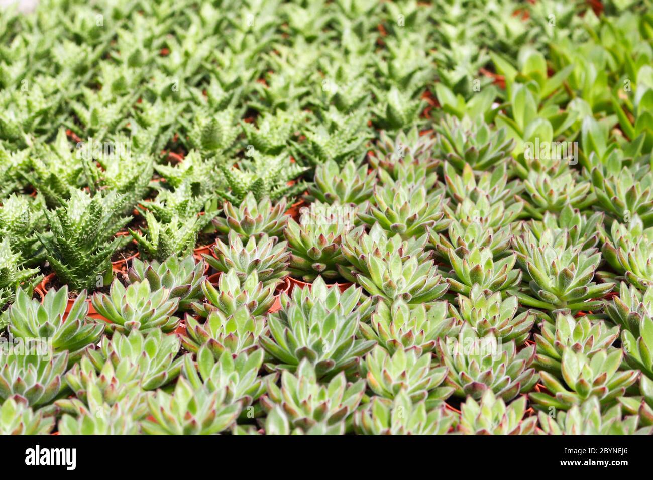 plant in cameron highland, malaysia Stock Photo - Alamy