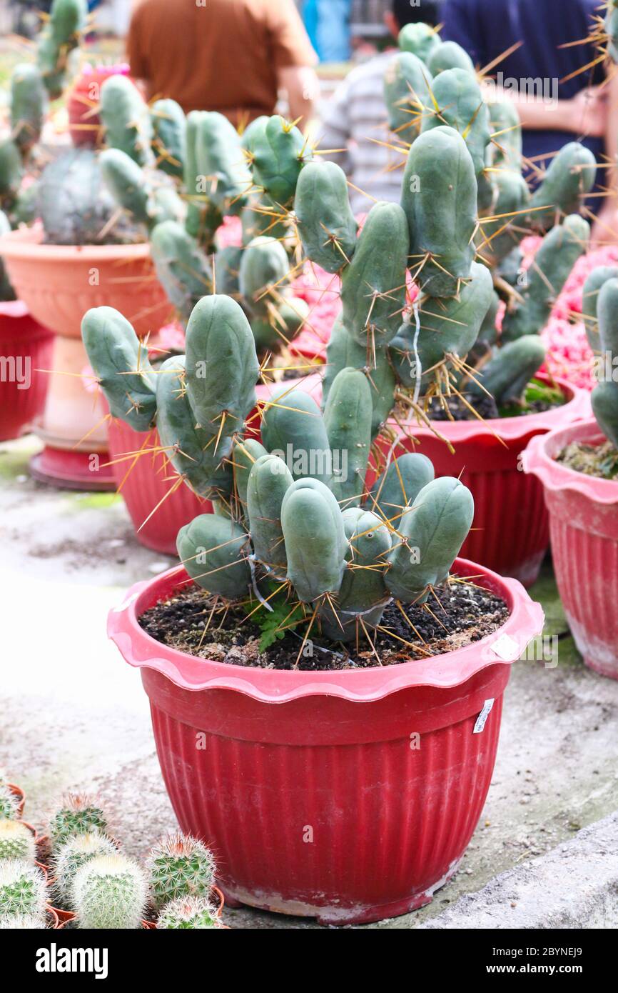 cactus in cameron highland, malaysia Stock Photo - Alamy