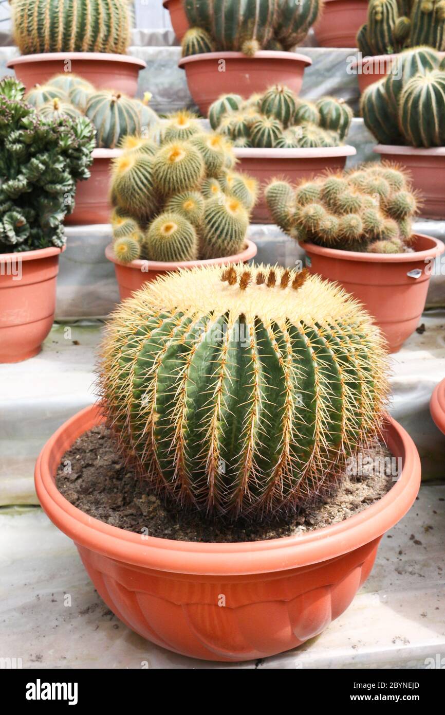 cactus in cameron highland, malaysia Stock Photo - Alamy