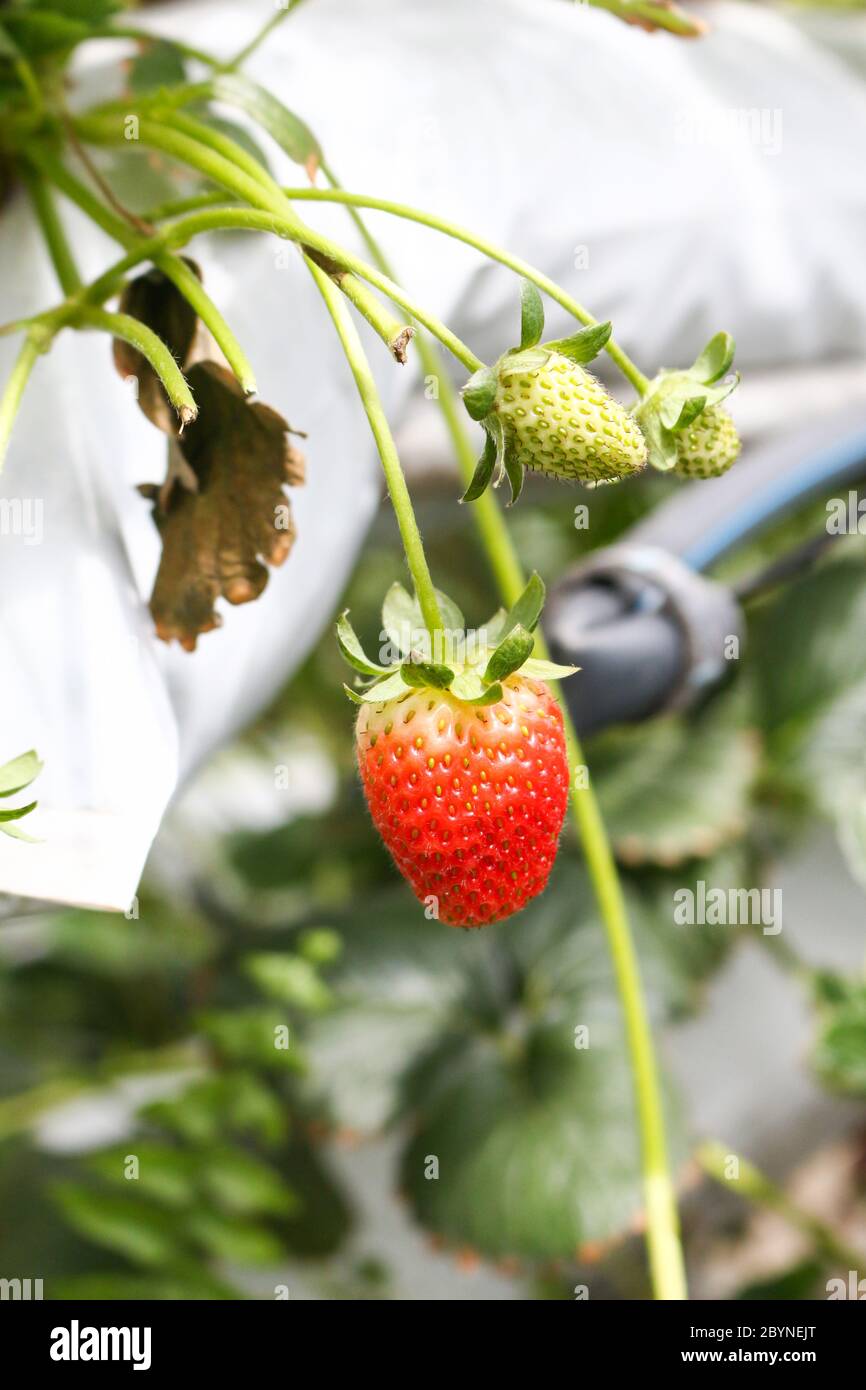 fresh strawberry from farm Stock Photo - Alamy