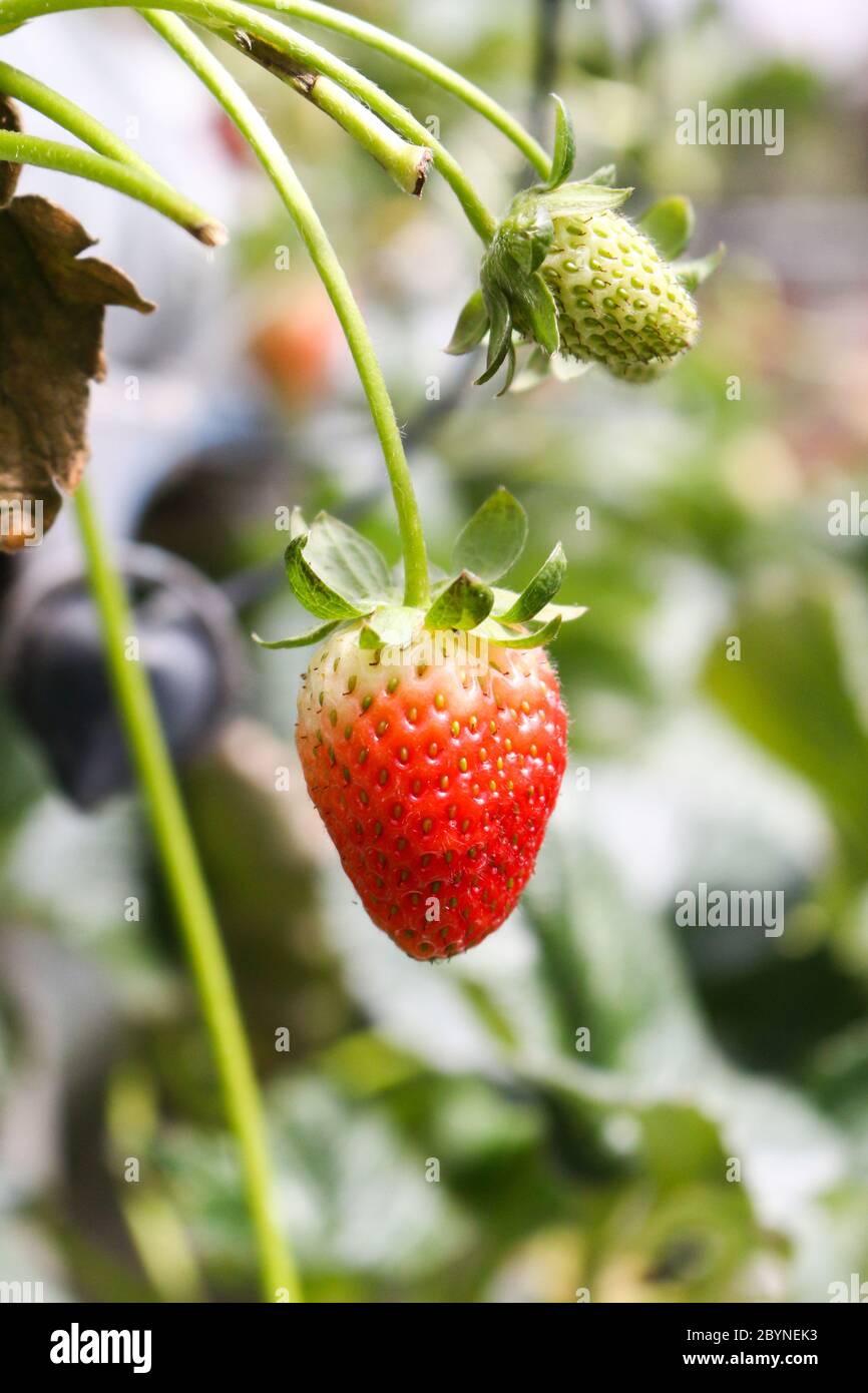 fresh strawberry from farm Stock Photo - Alamy