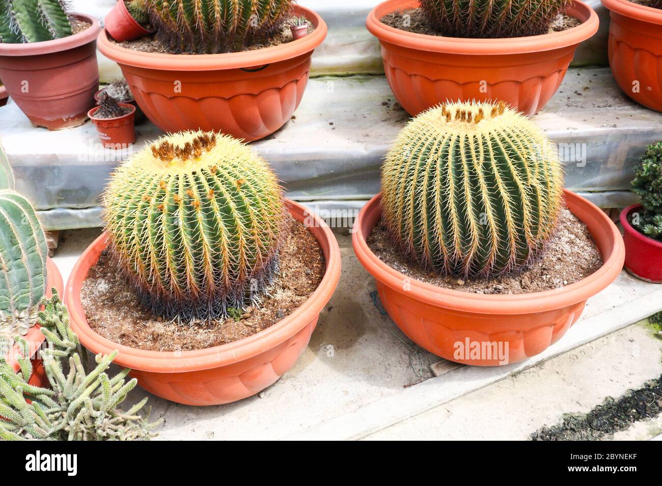cactus in cameron highland, malaysia Stock Photo - Alamy